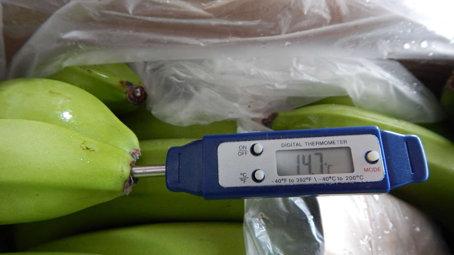 Random inspection of boxes with allegedly damaged bananas. Temperature measurement
