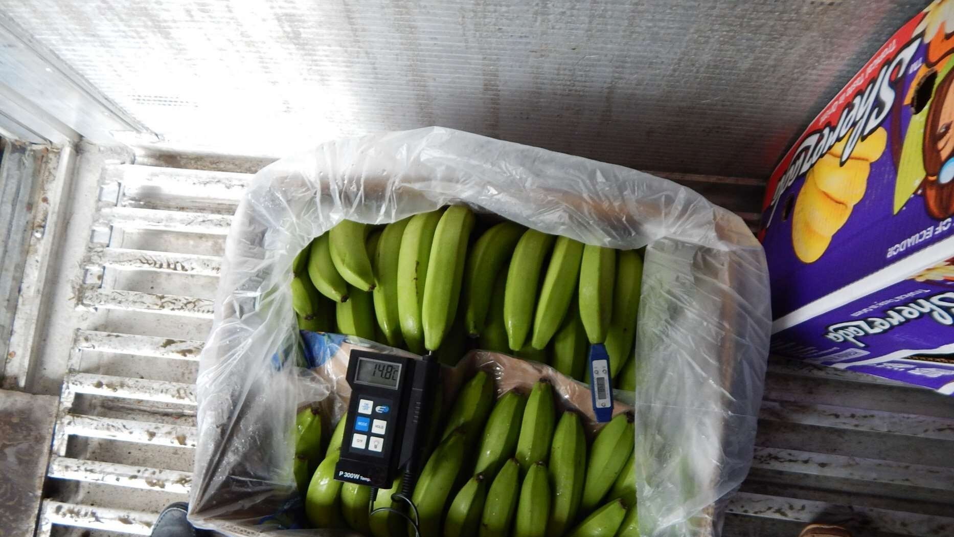 Random inspection of boxes with allegedly damaged bananas. Temperature measurement