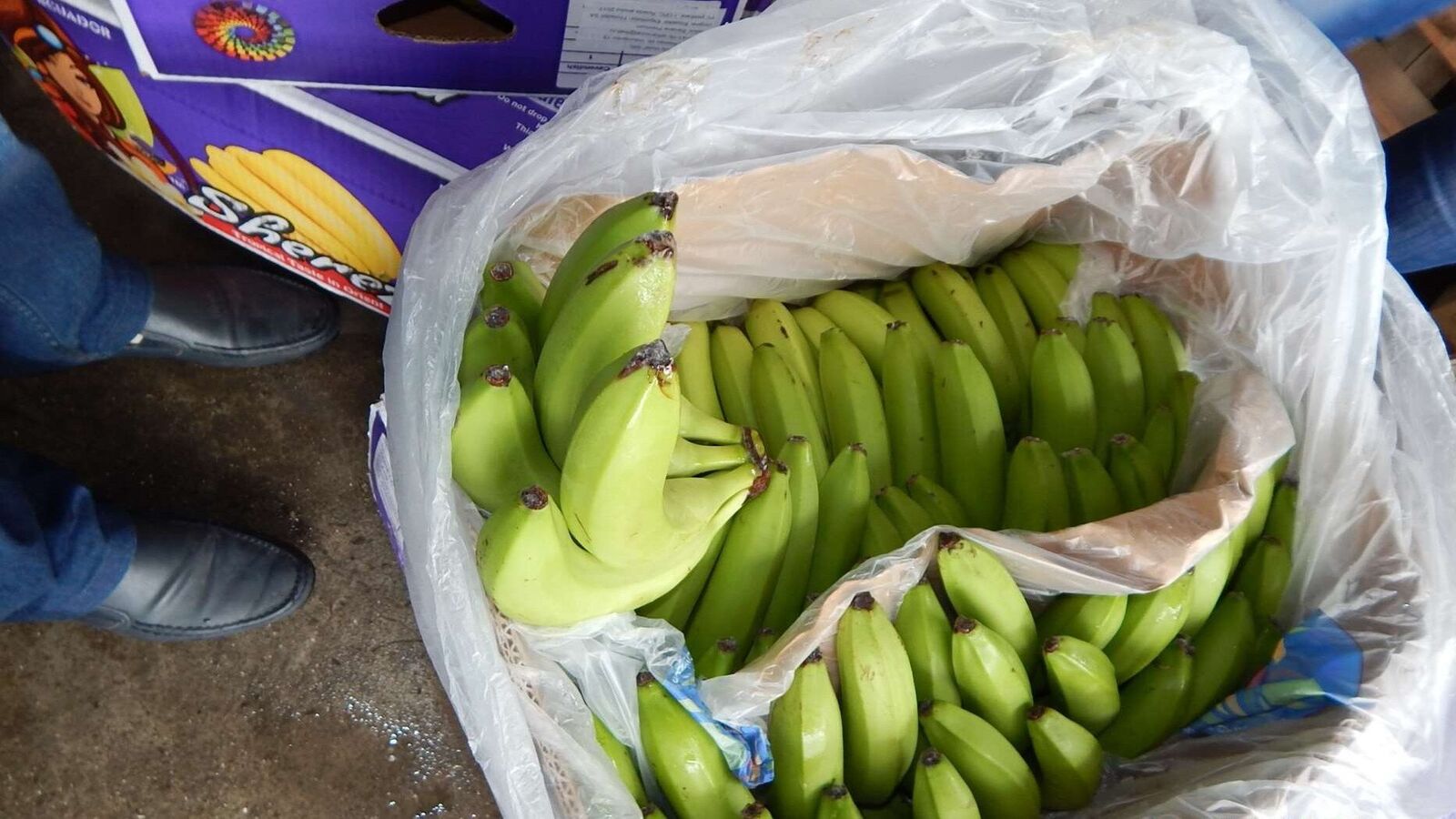Random inspection of boxes with allegedly damaged bananas. Visual condition