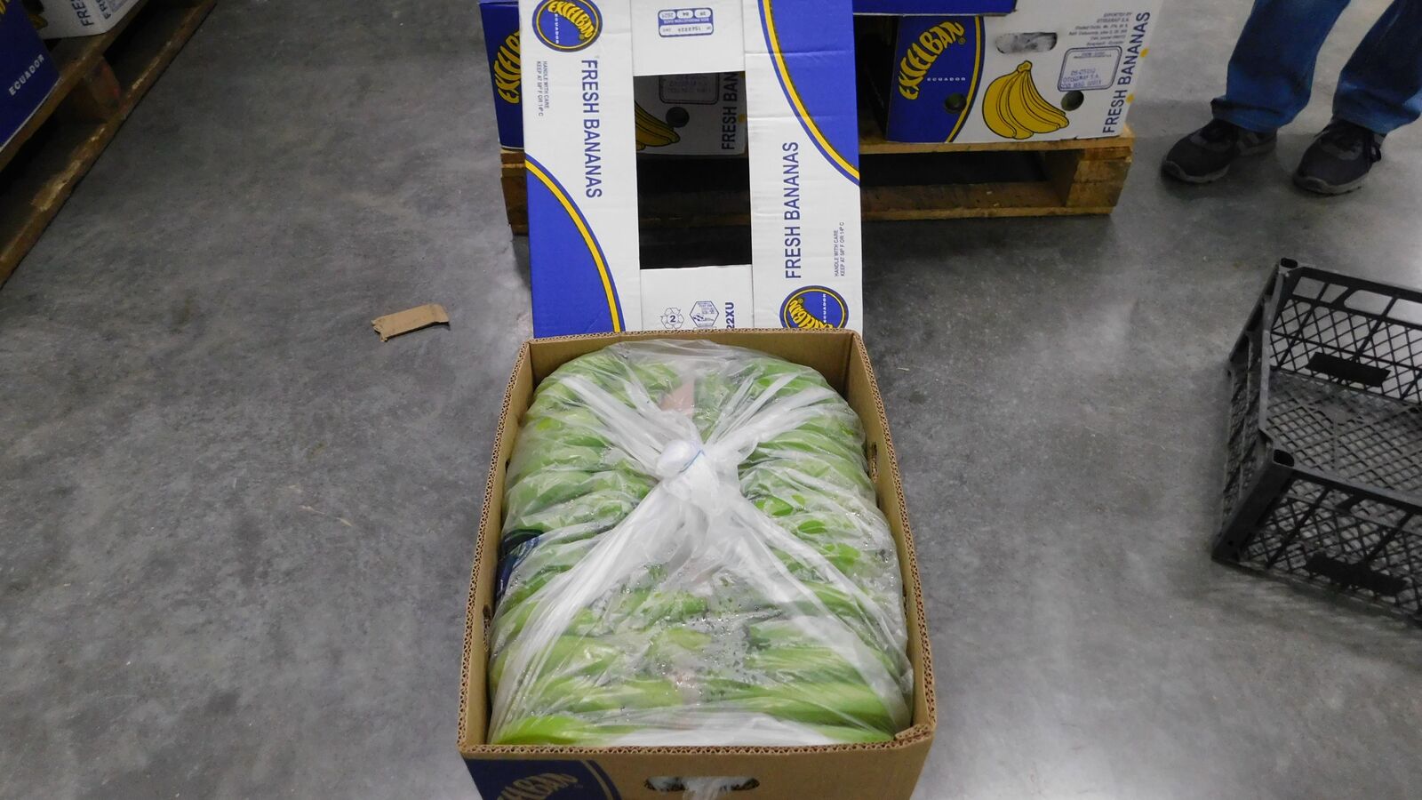 Random inspection of boxes with allegedly damaged bananas. Visual condition
