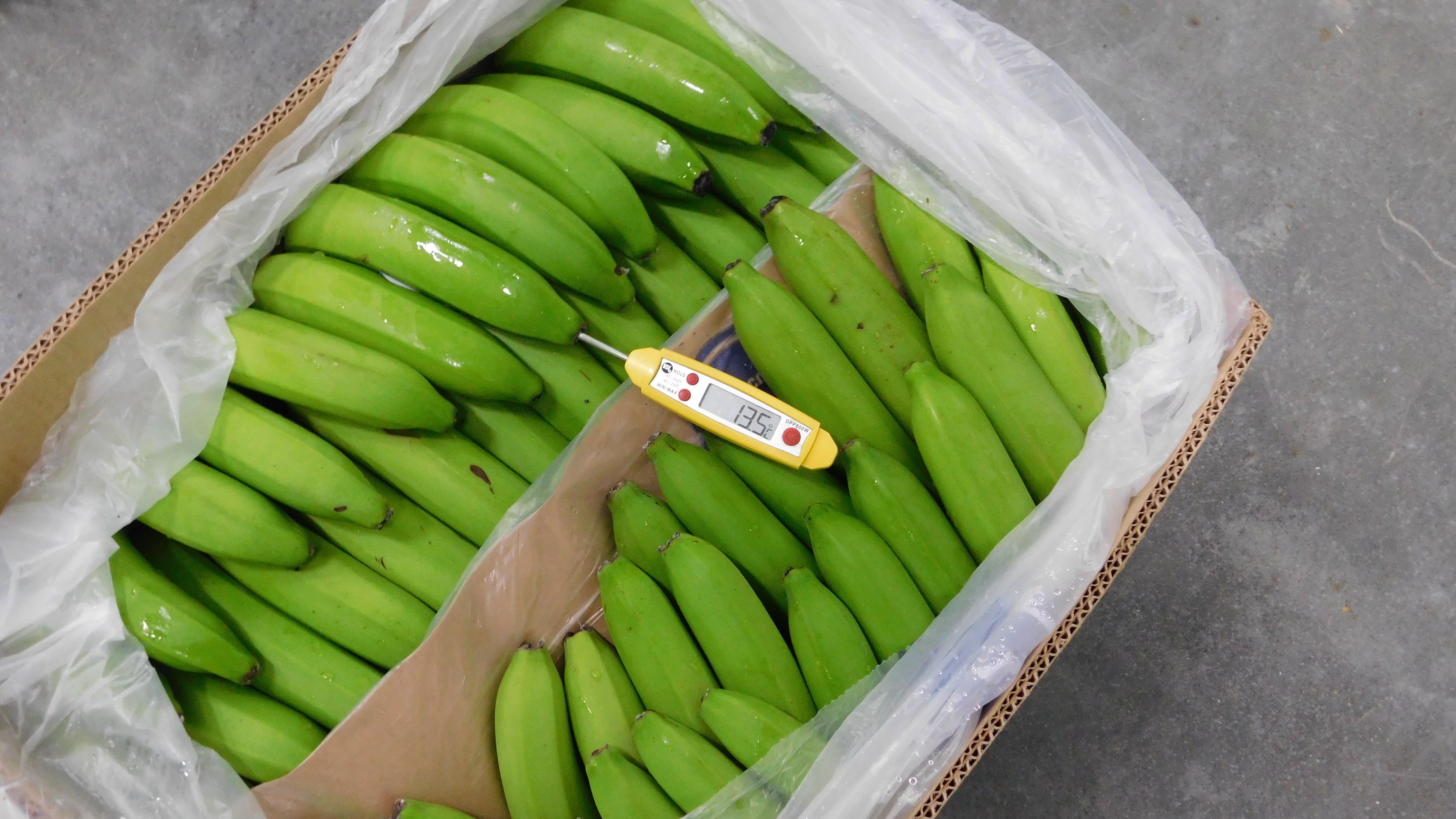 Random inspection of boxes with allegedly damaged bananas. Temperature measurement