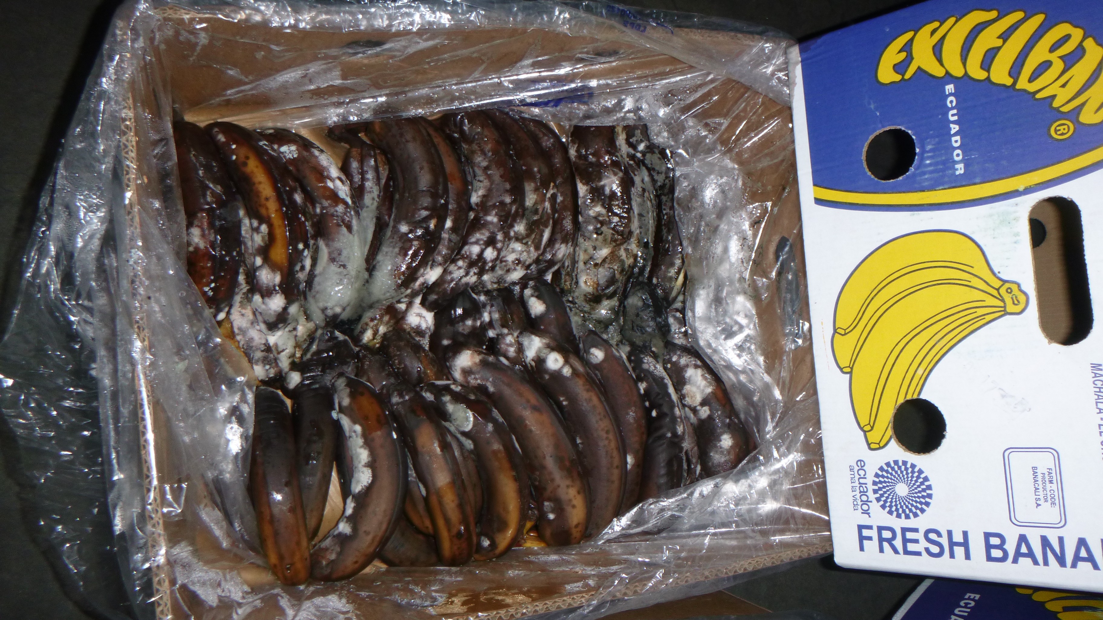 Random inspection of boxes with damaged bananas