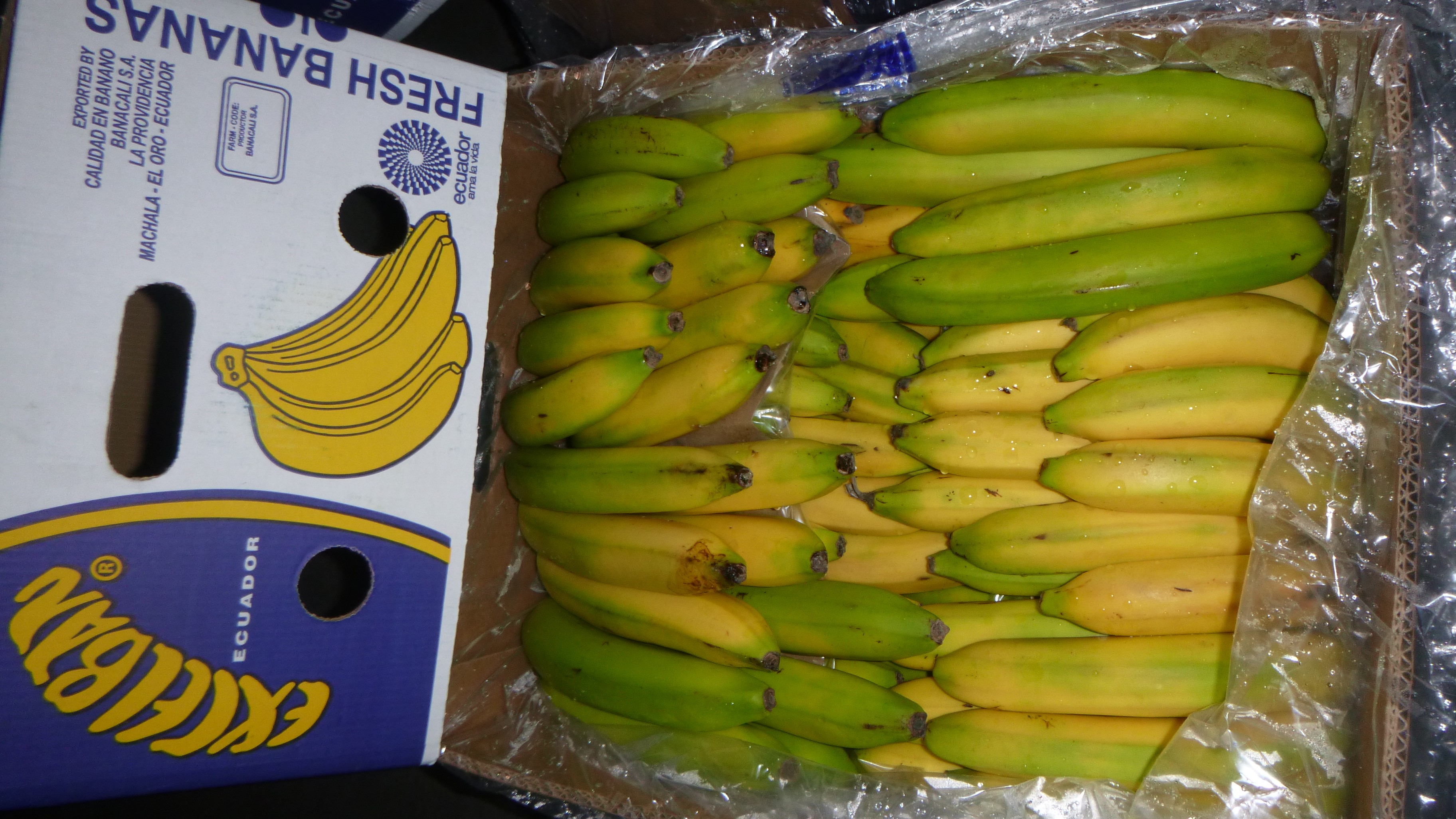 Random inspection of boxes with damaged bananas