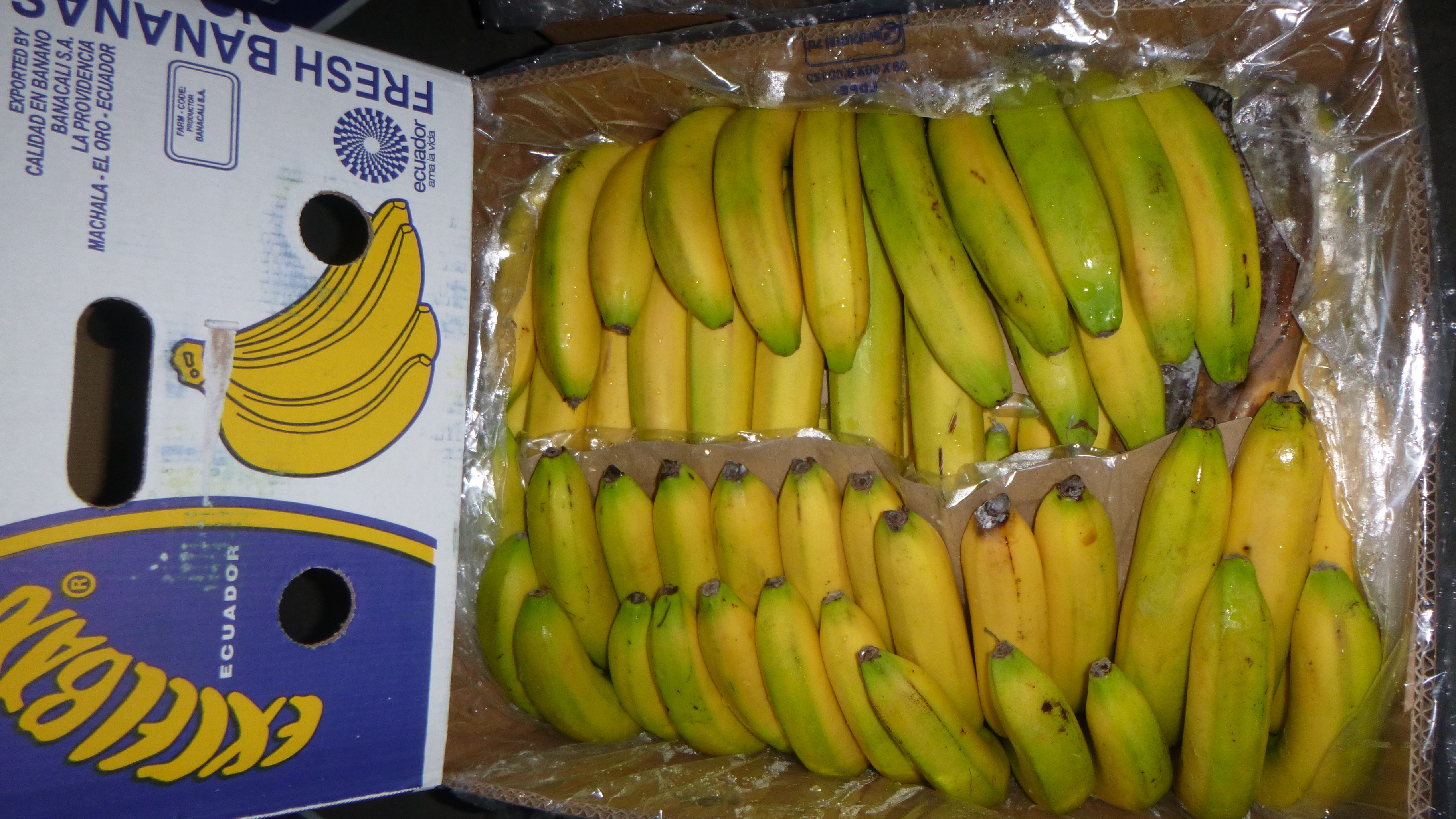 Random inspection of boxes with damaged bananas