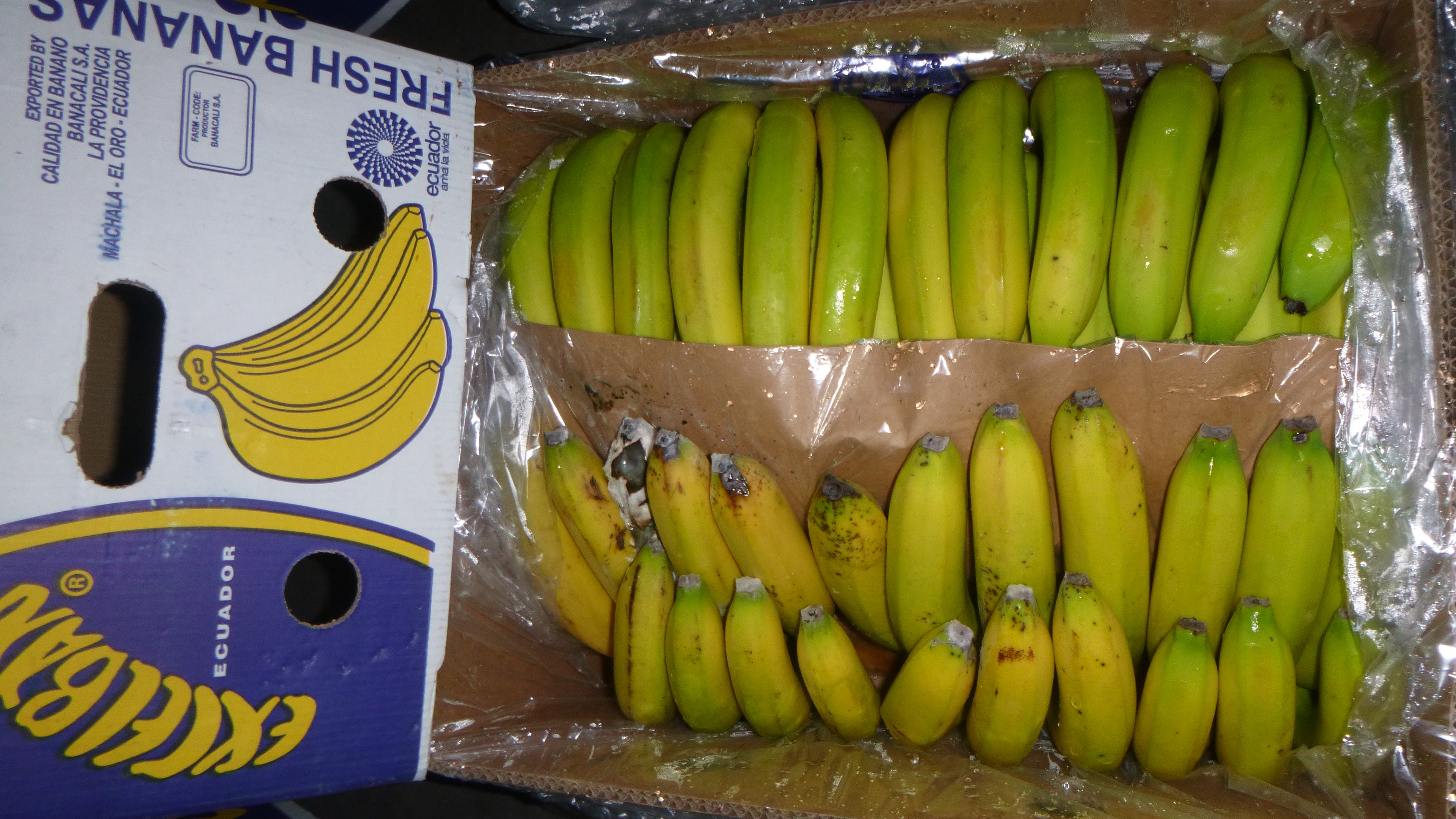 Random inspection of boxes with damaged bananas