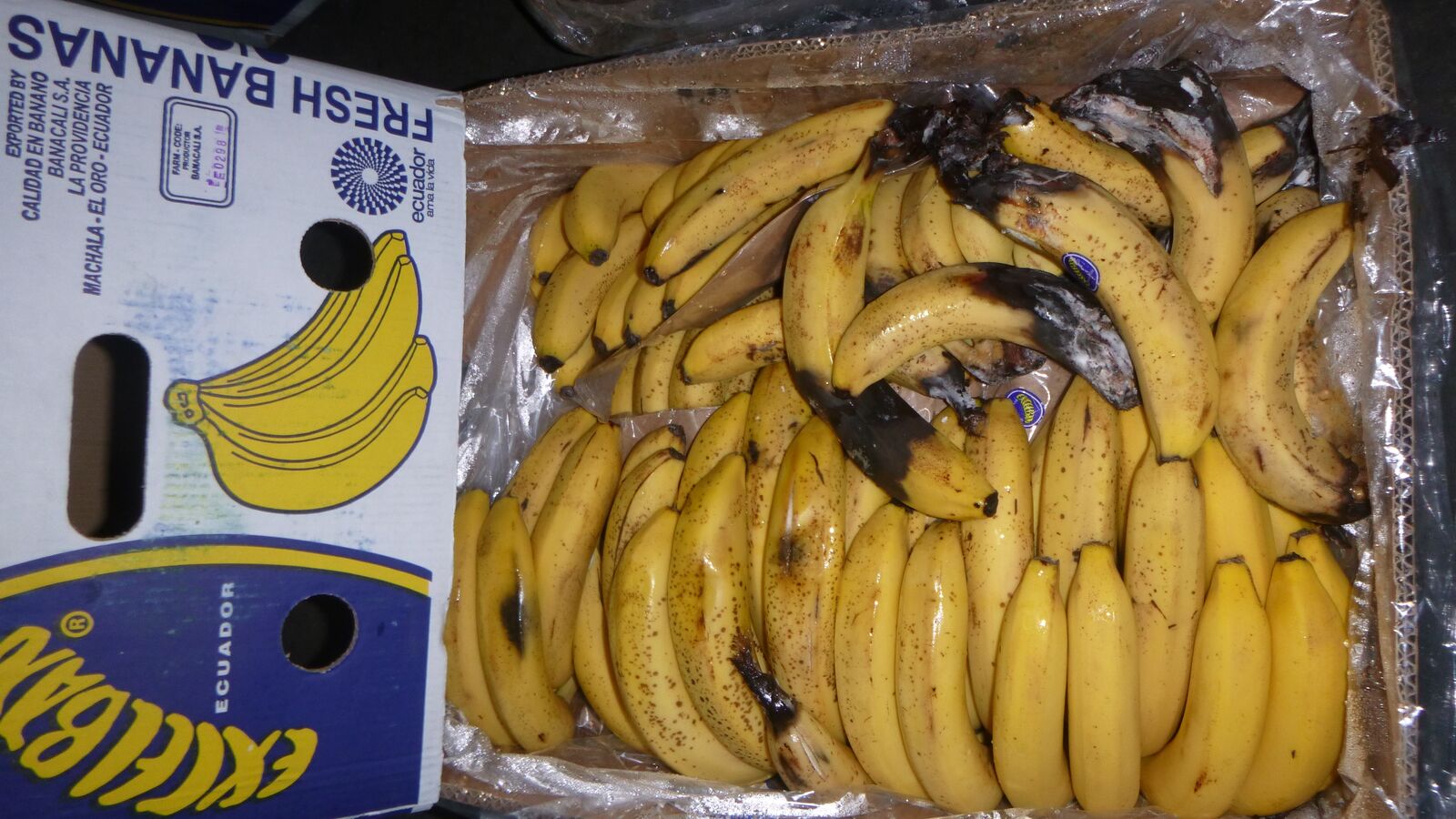 Random inspection of boxes with damaged bananas