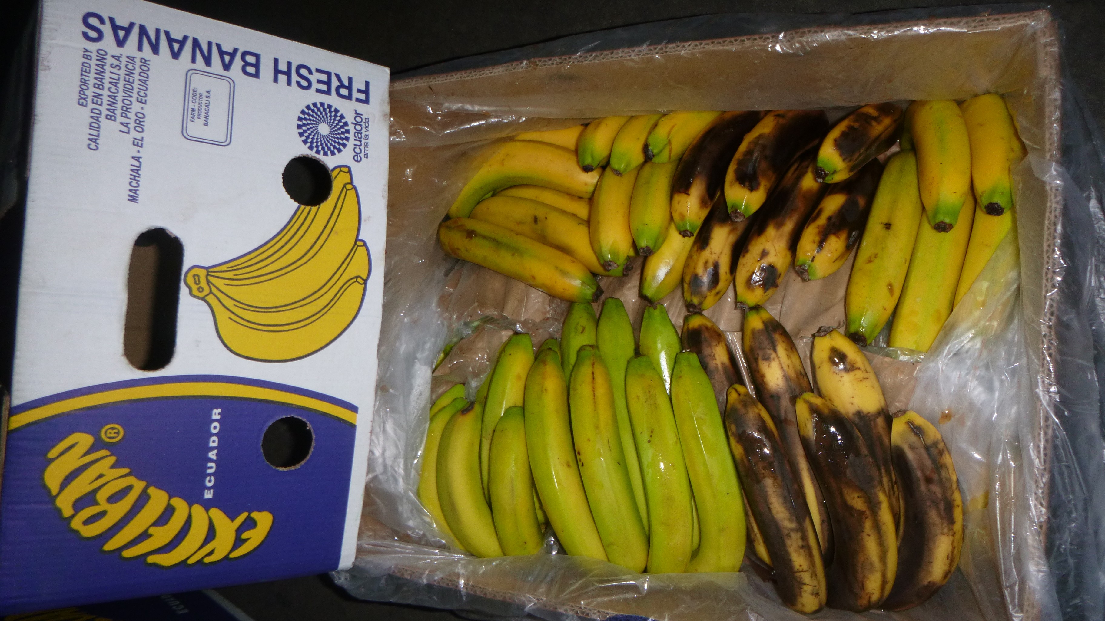 Random inspection of boxes with damaged bananas