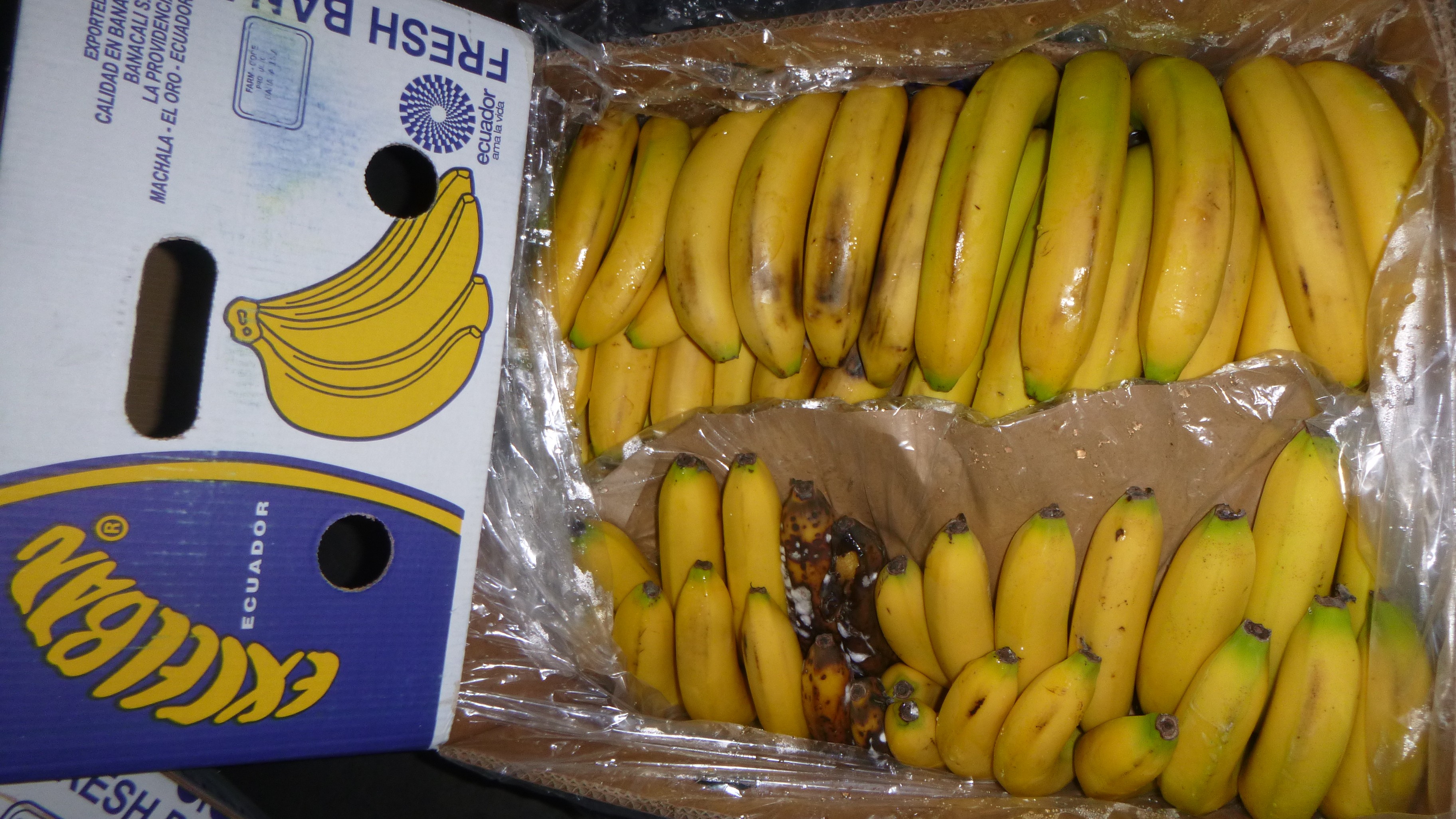 Random inspection of boxes with damaged bananas