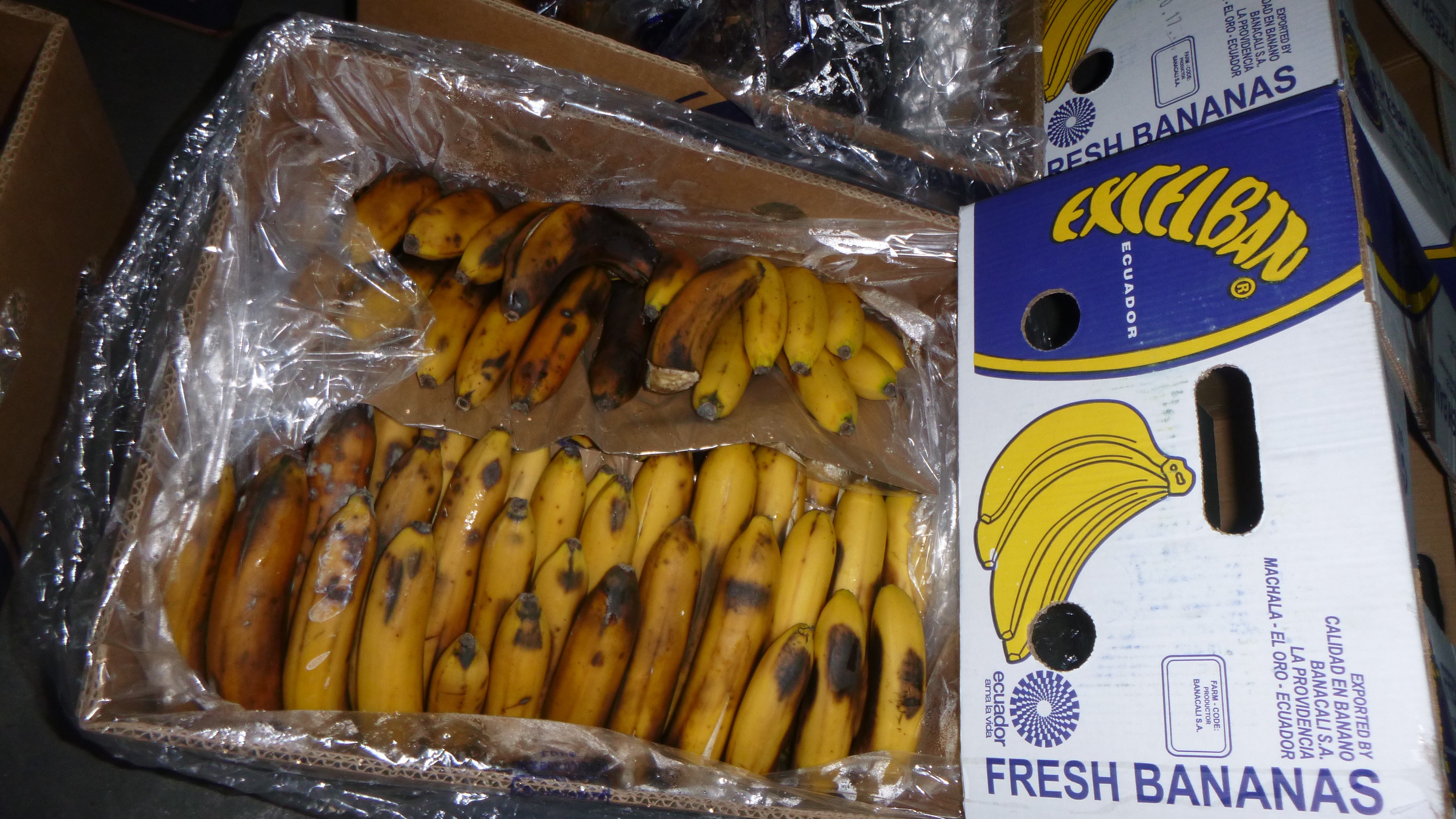 Random inspection of boxes with damaged bananas