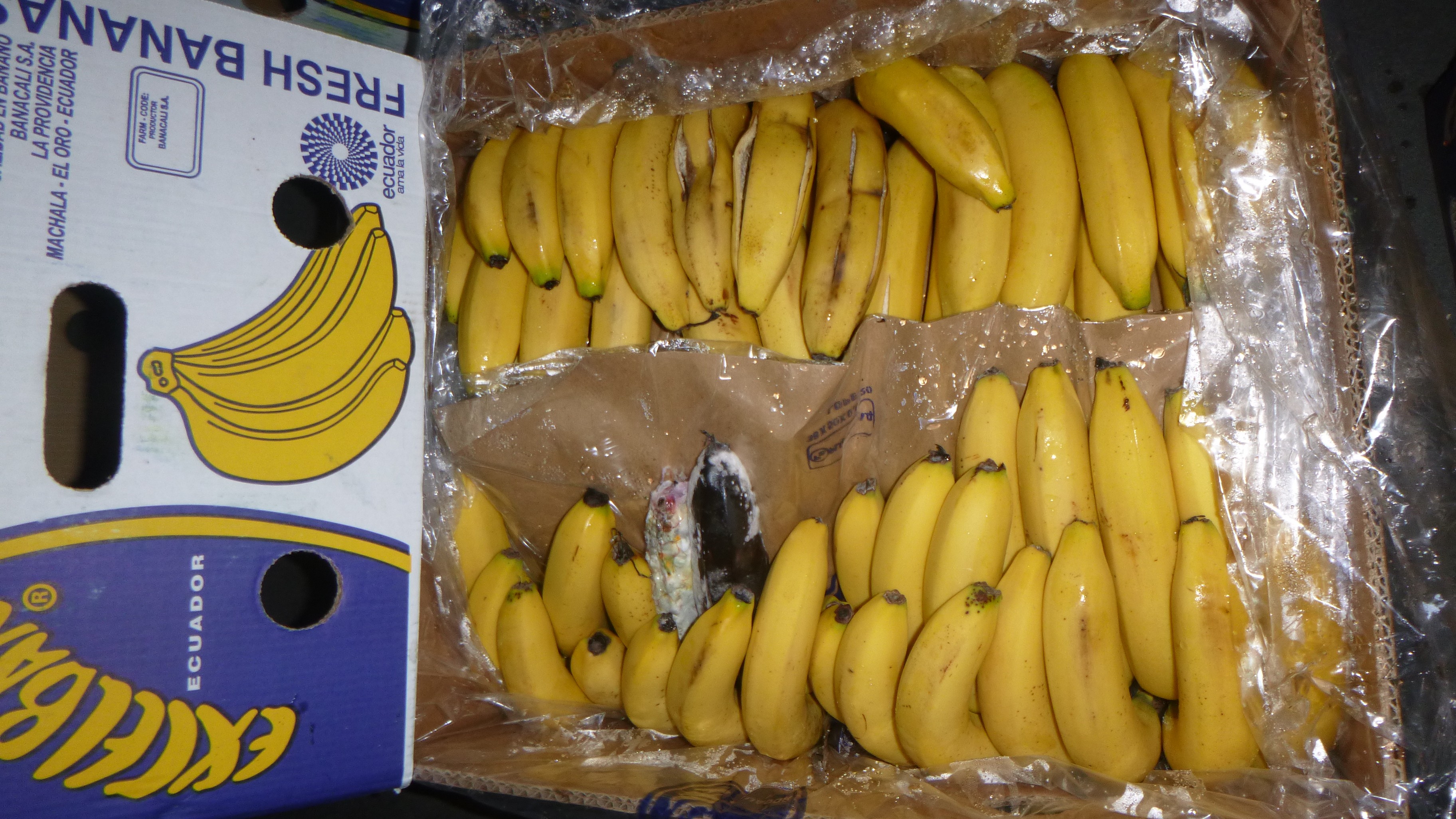 Random inspection of boxes with damaged bananas