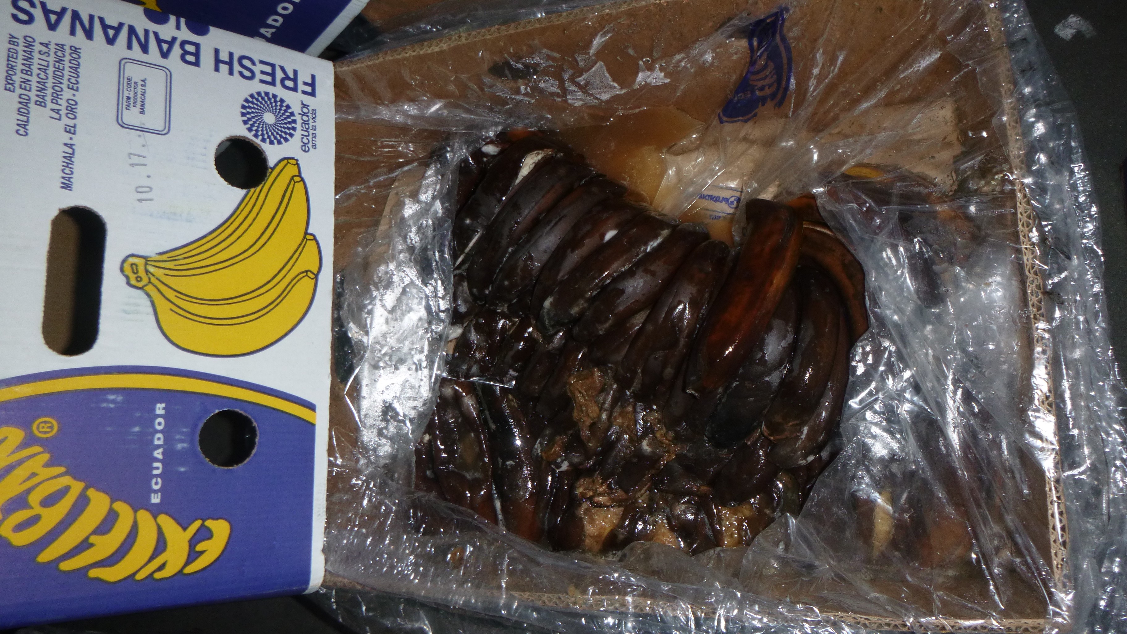 Random inspection of boxes with damaged bananas