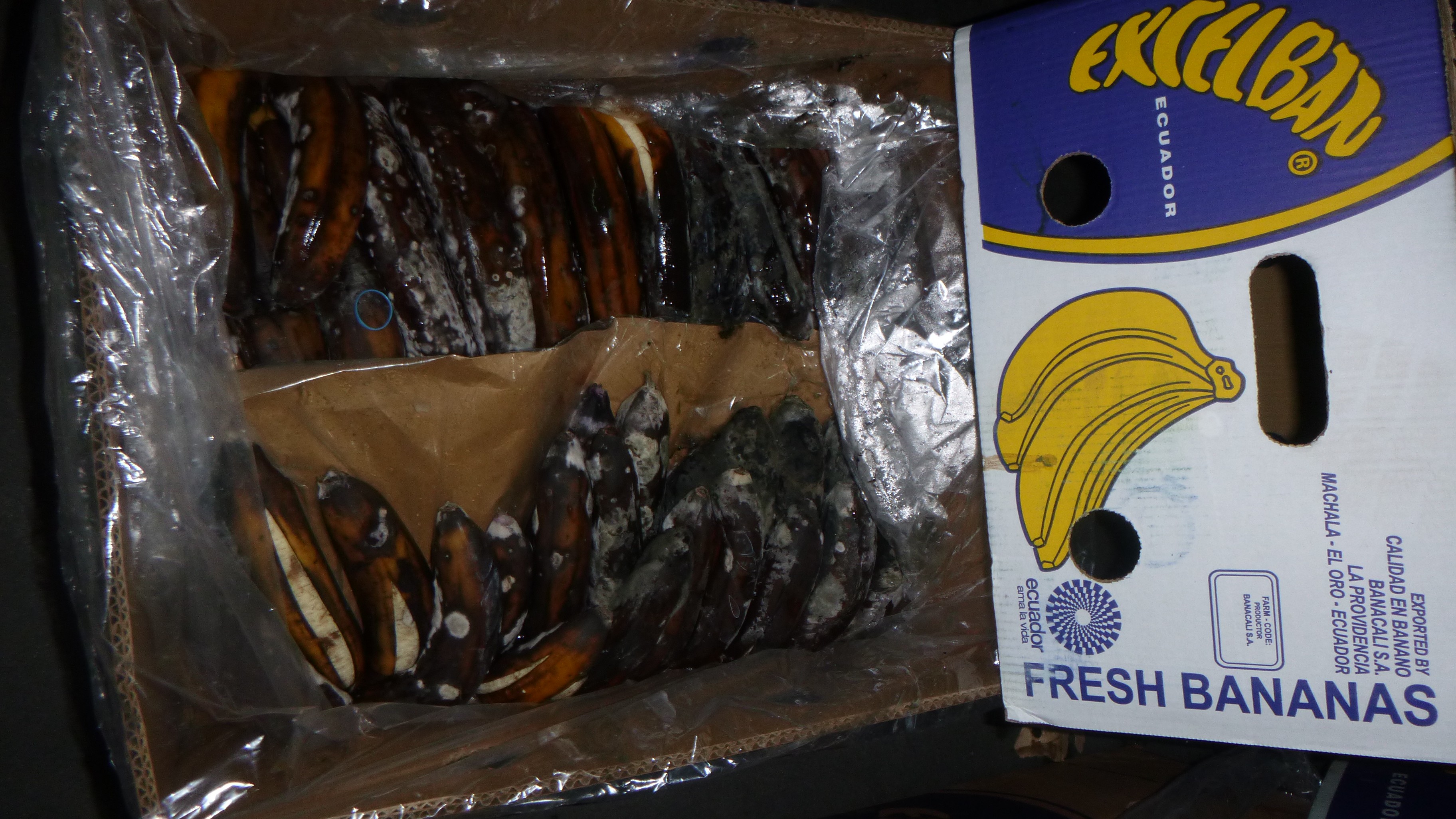 Random inspection of boxes with damaged bananas