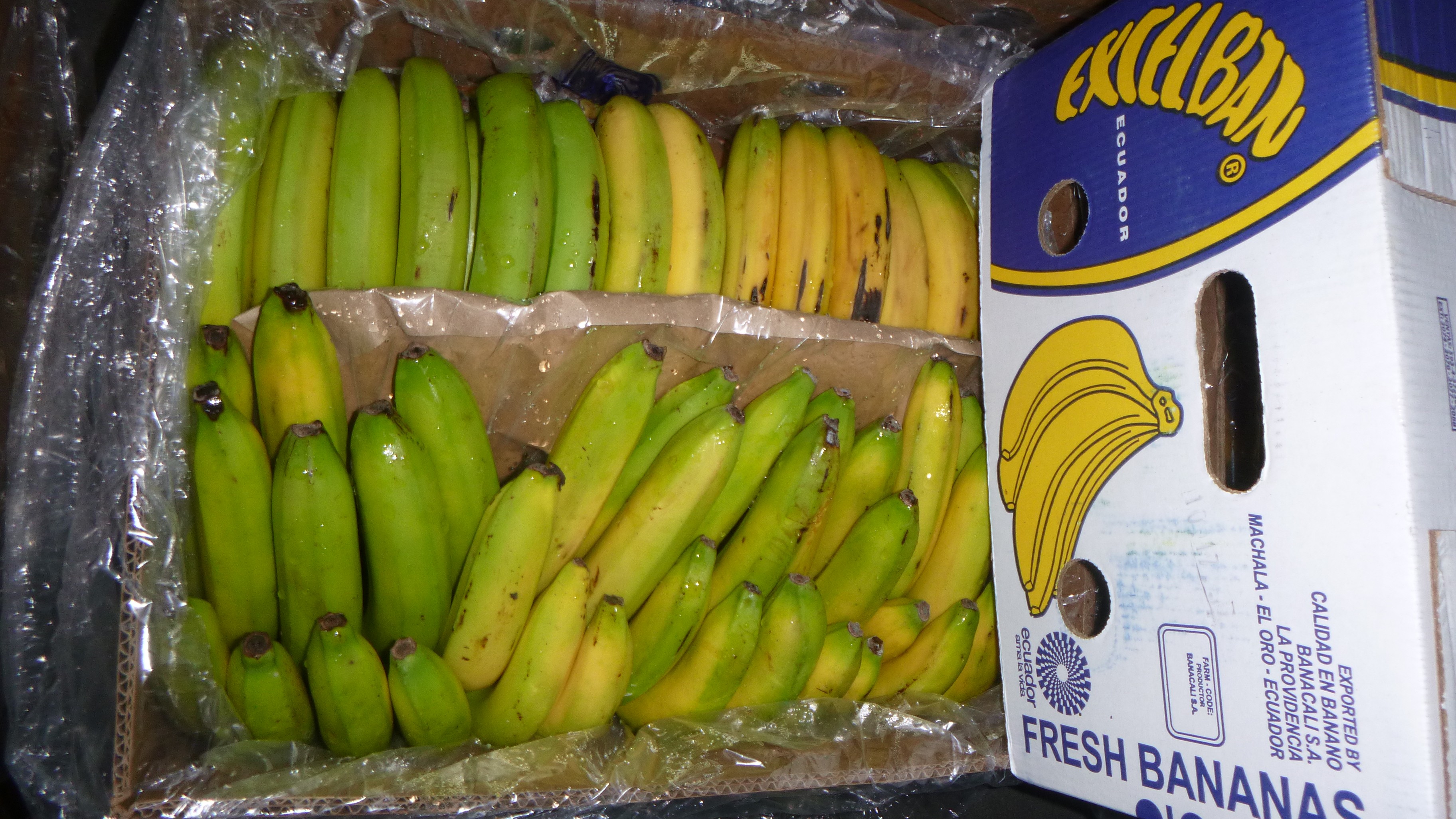 Random inspection of boxes with damaged bananas