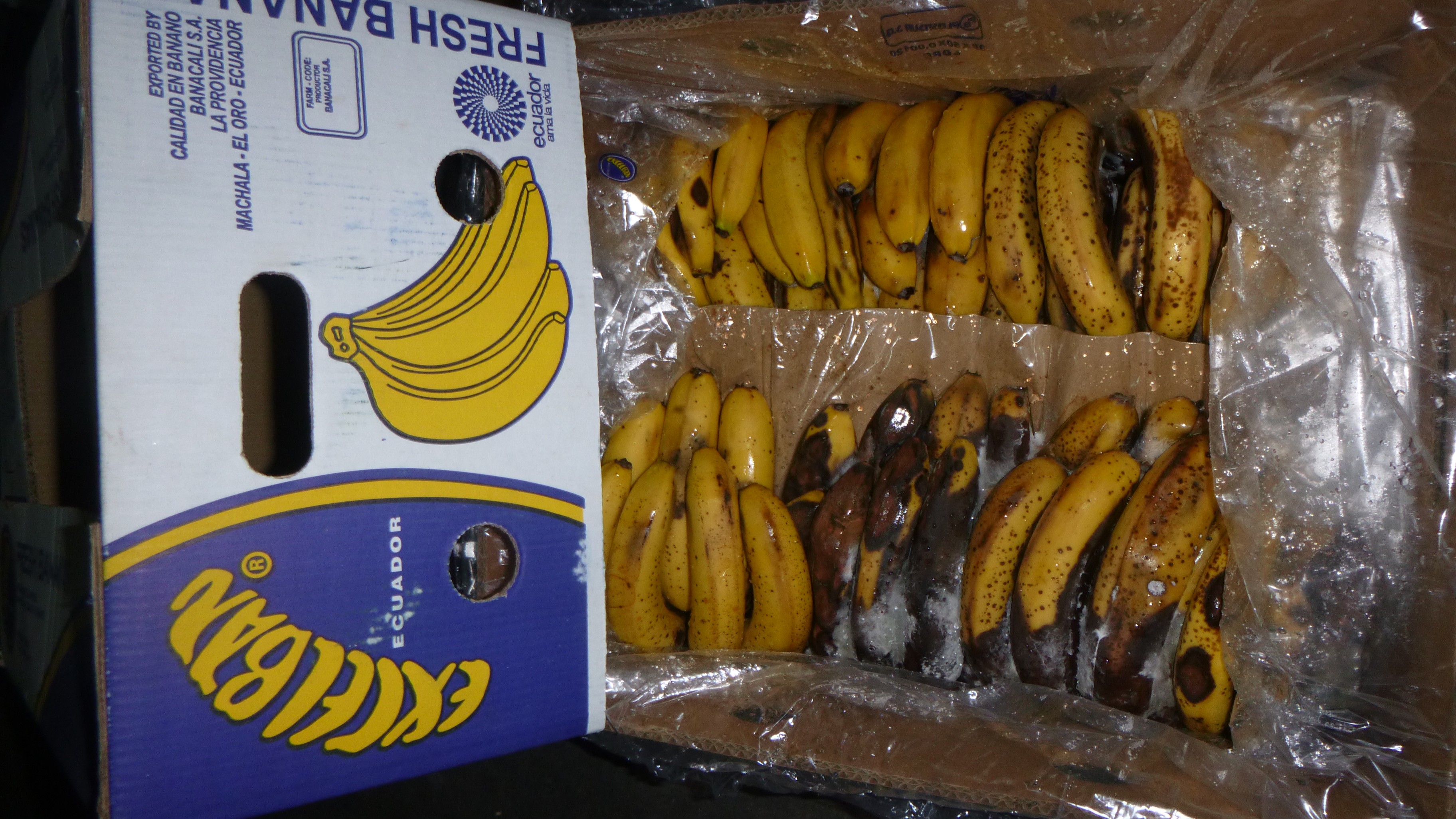 Random inspection of boxes with damaged bananas