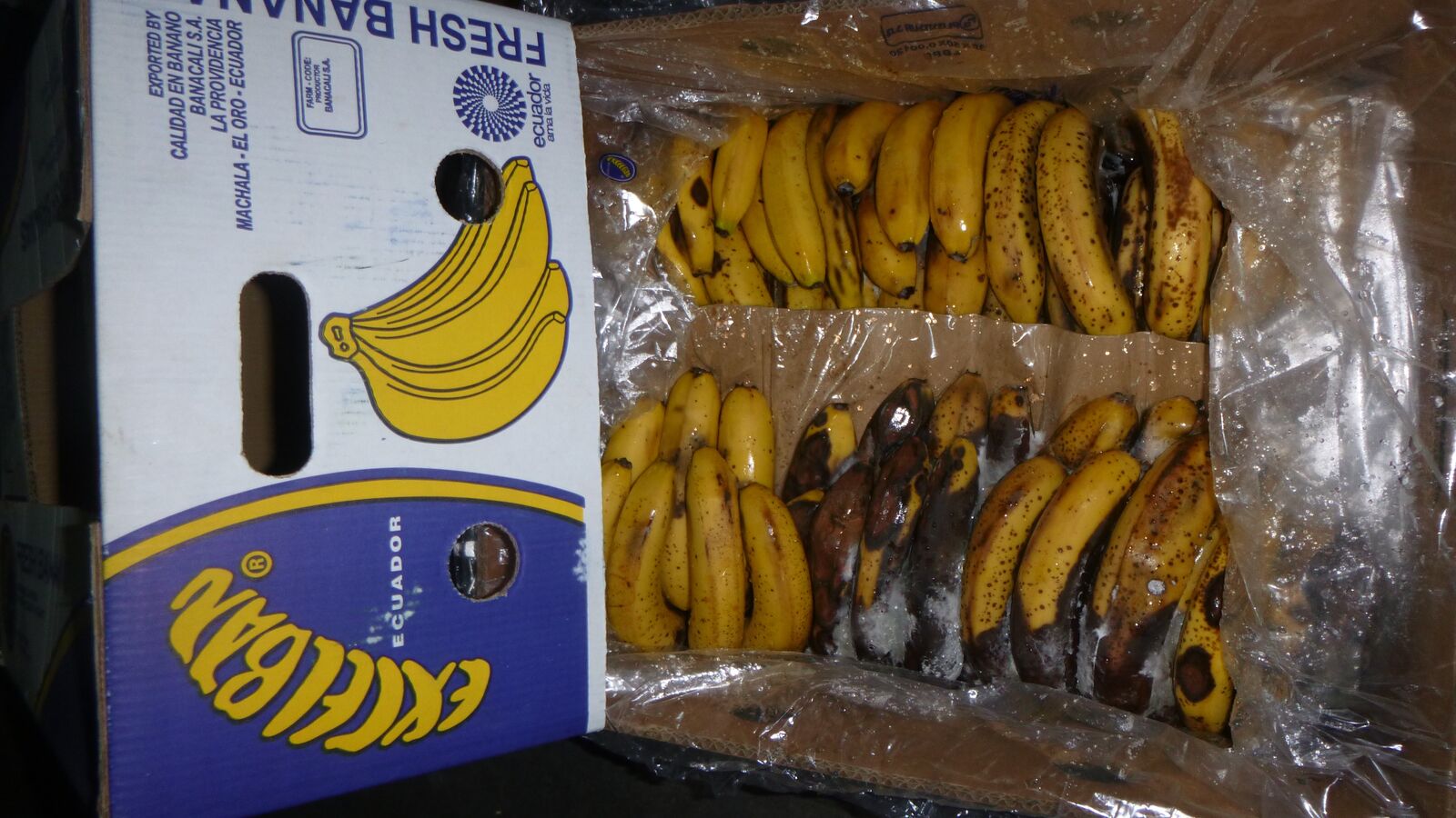 Random inspection of boxes with damaged bananas