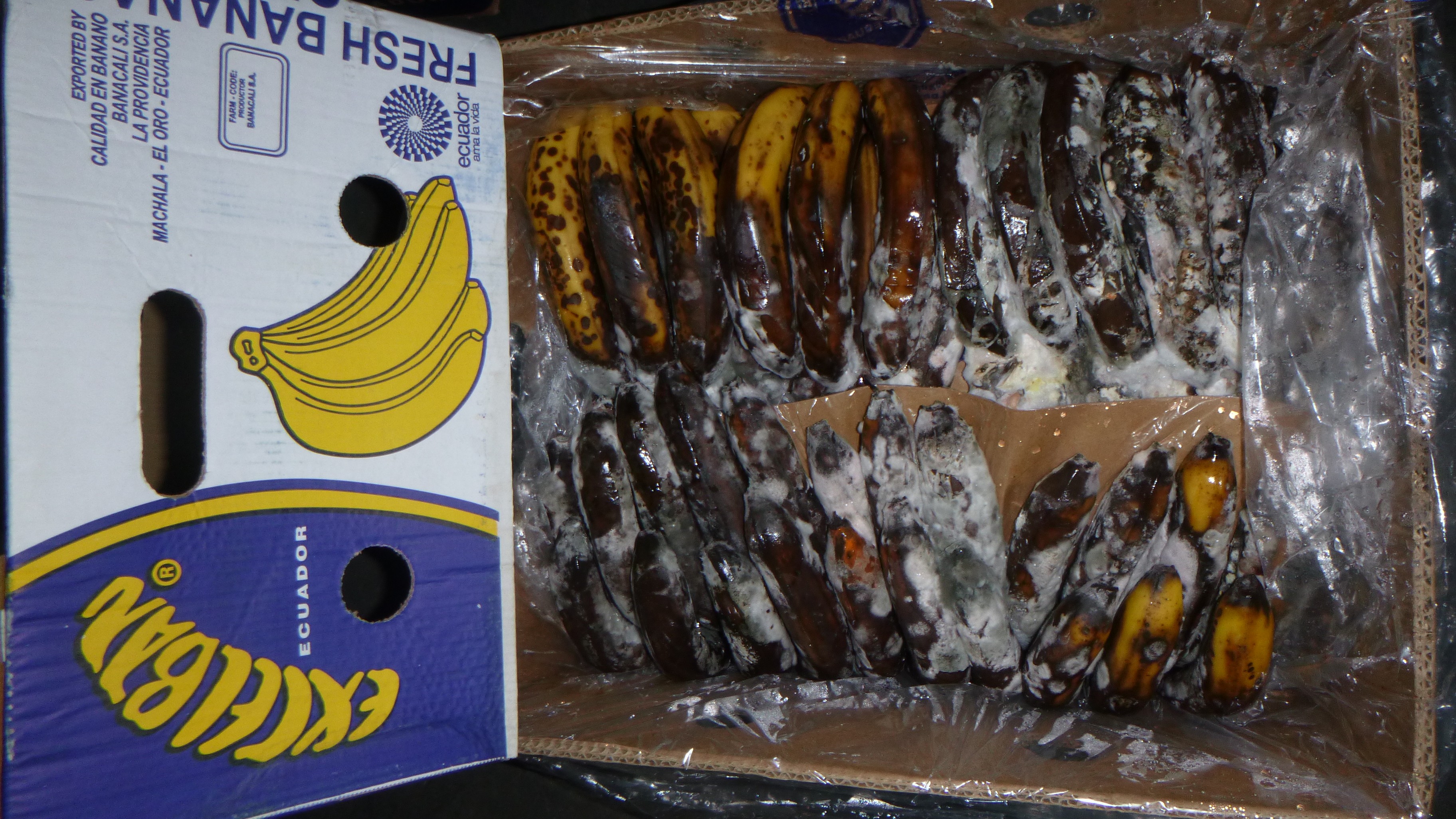 Random inspection of boxes with damaged bananas