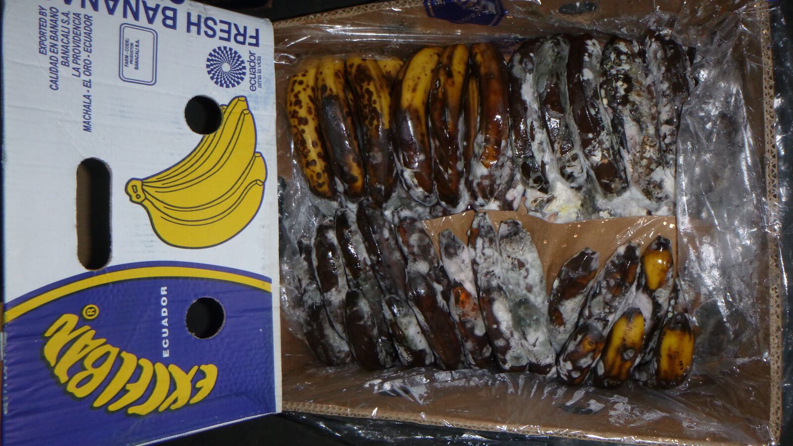 Random inspection of boxes with damaged bananas