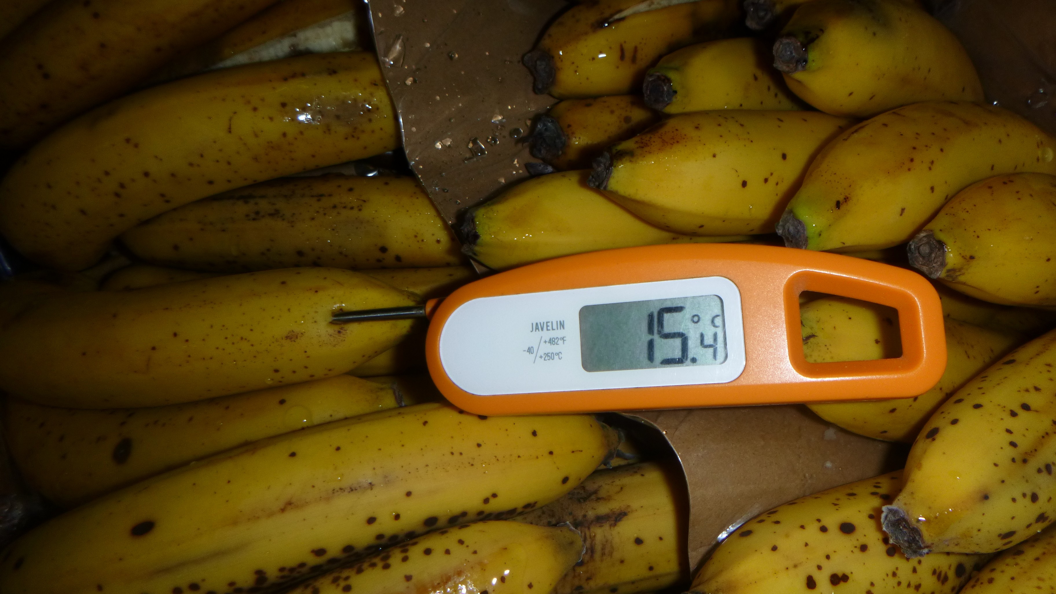 Random inspection of boxes with damaged bananas. Temperature measurement