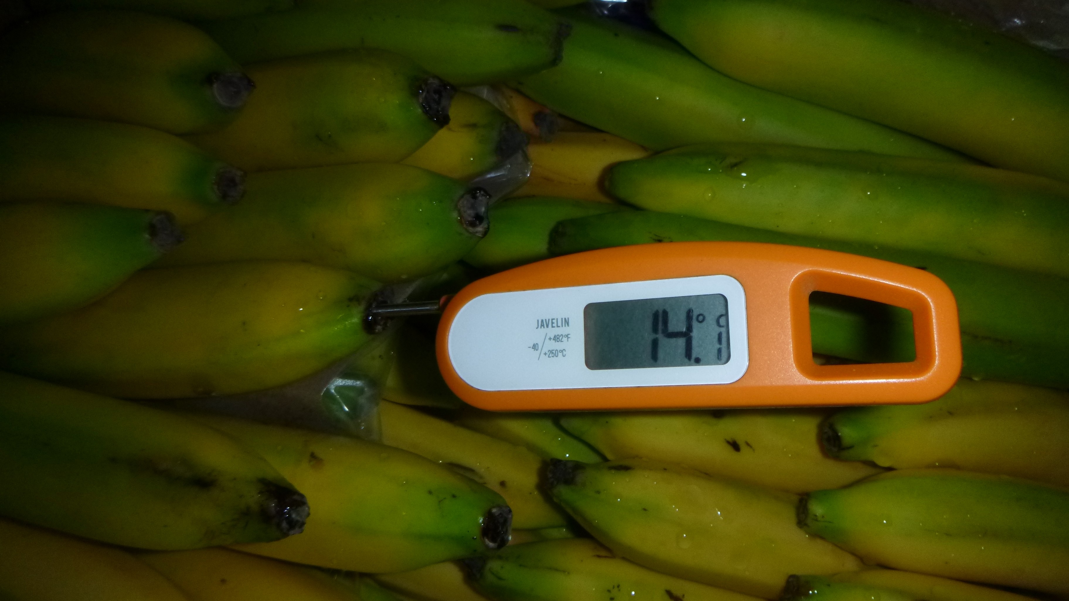 Random inspection of boxes with damaged bananas. Temperature measurement