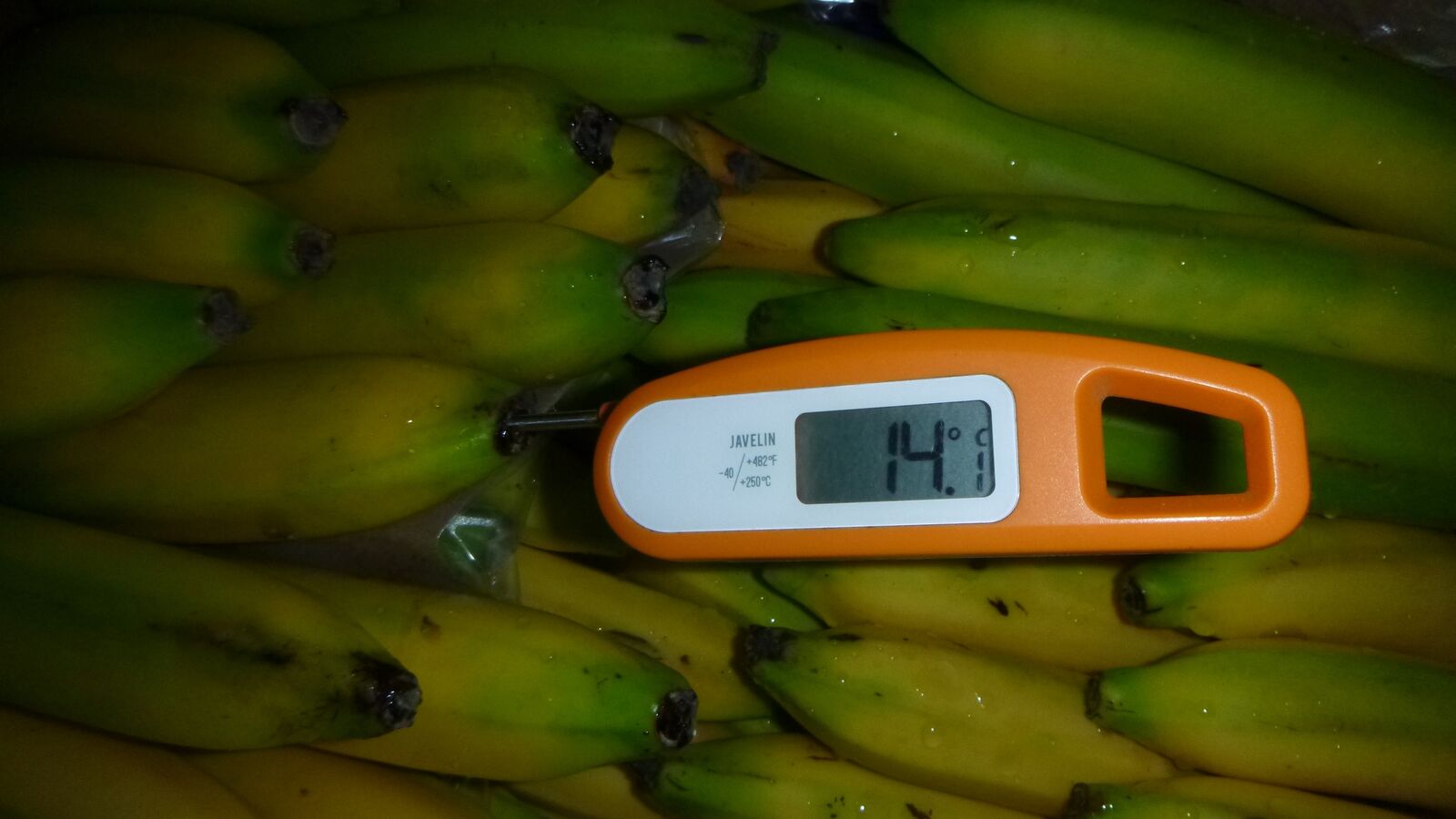 Random inspection of boxes with damaged bananas. Temperature measurement