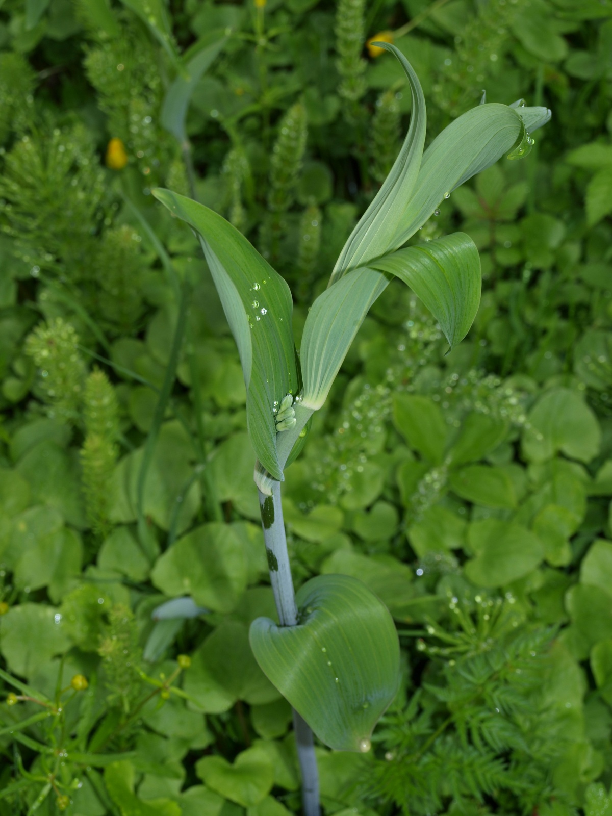P5249268