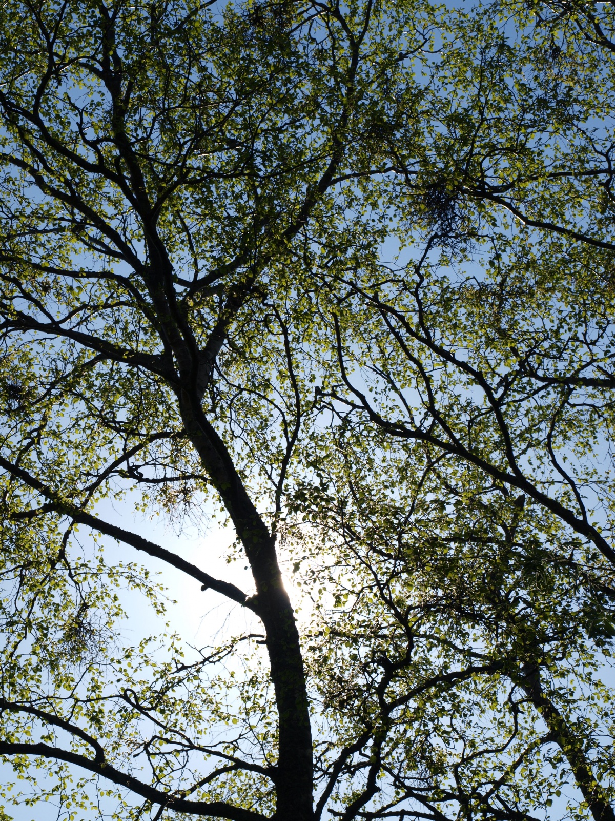 P5269323