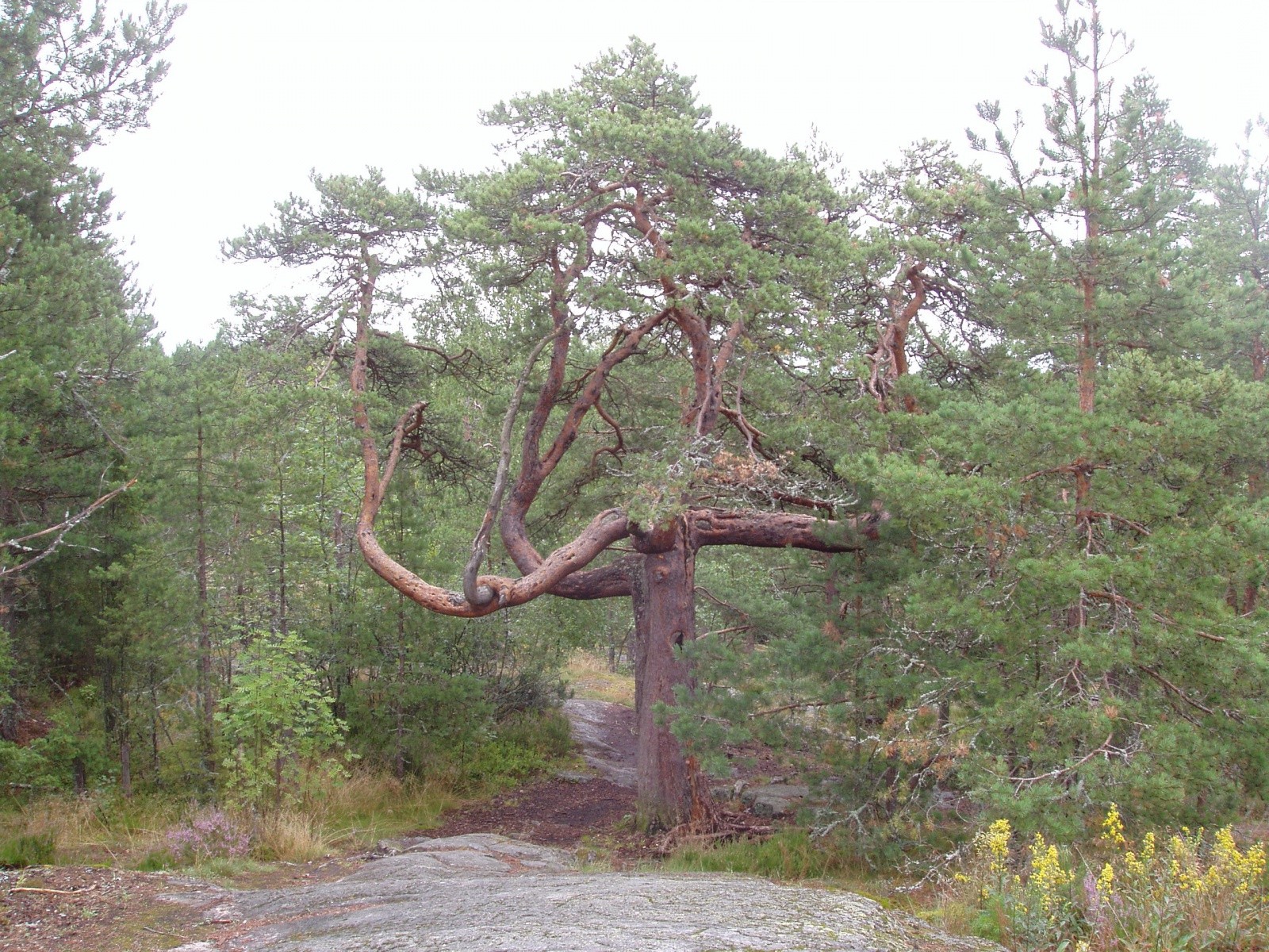 yksilö