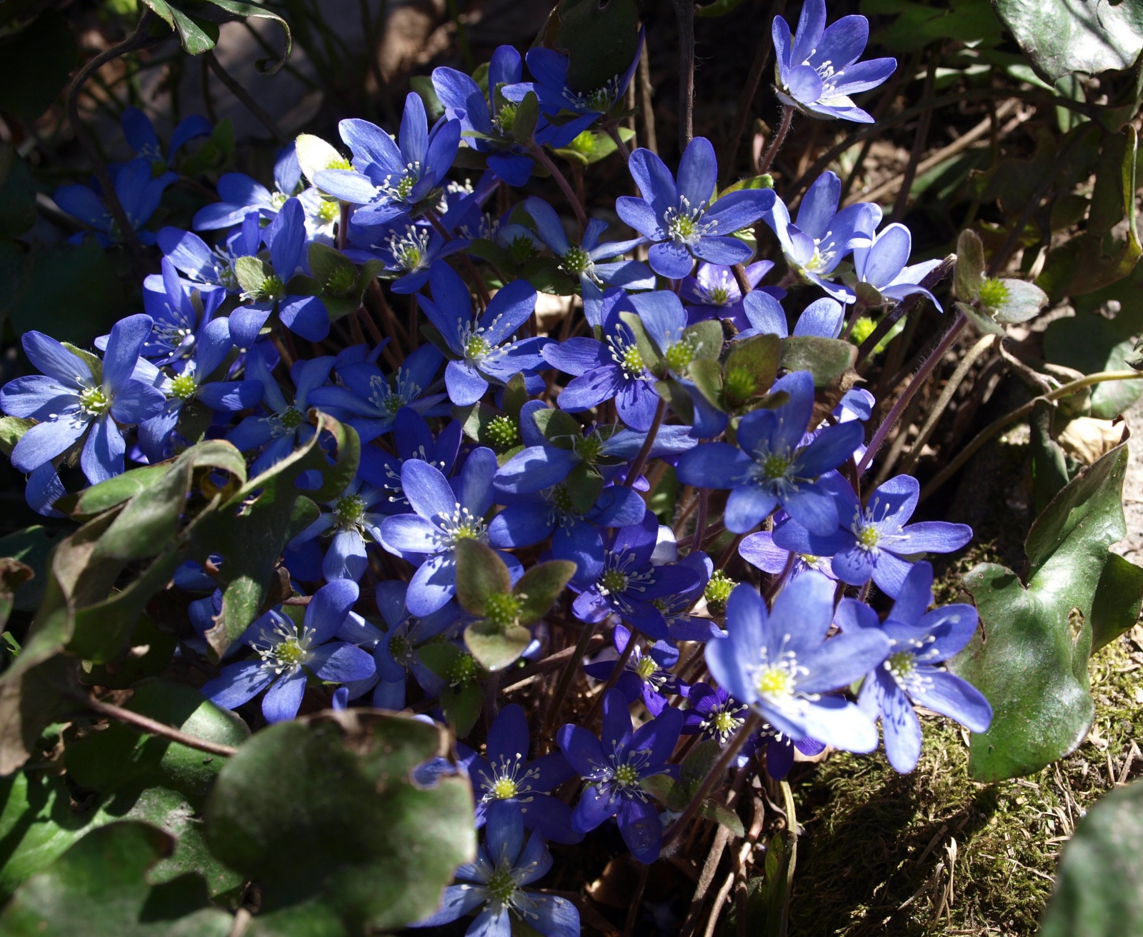 P5069118