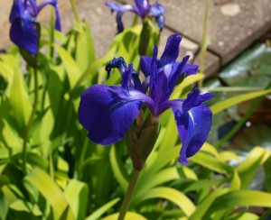 iiris 