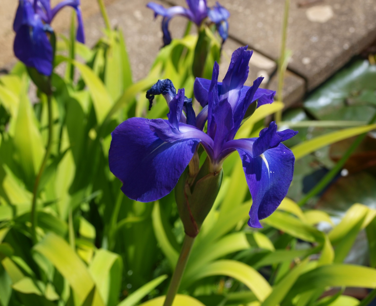 iiris 