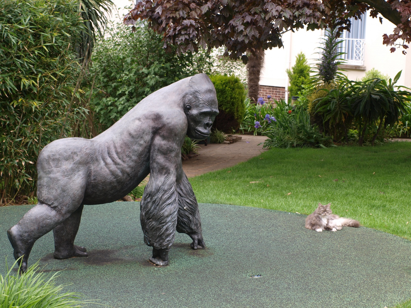 kissa ja gorilla