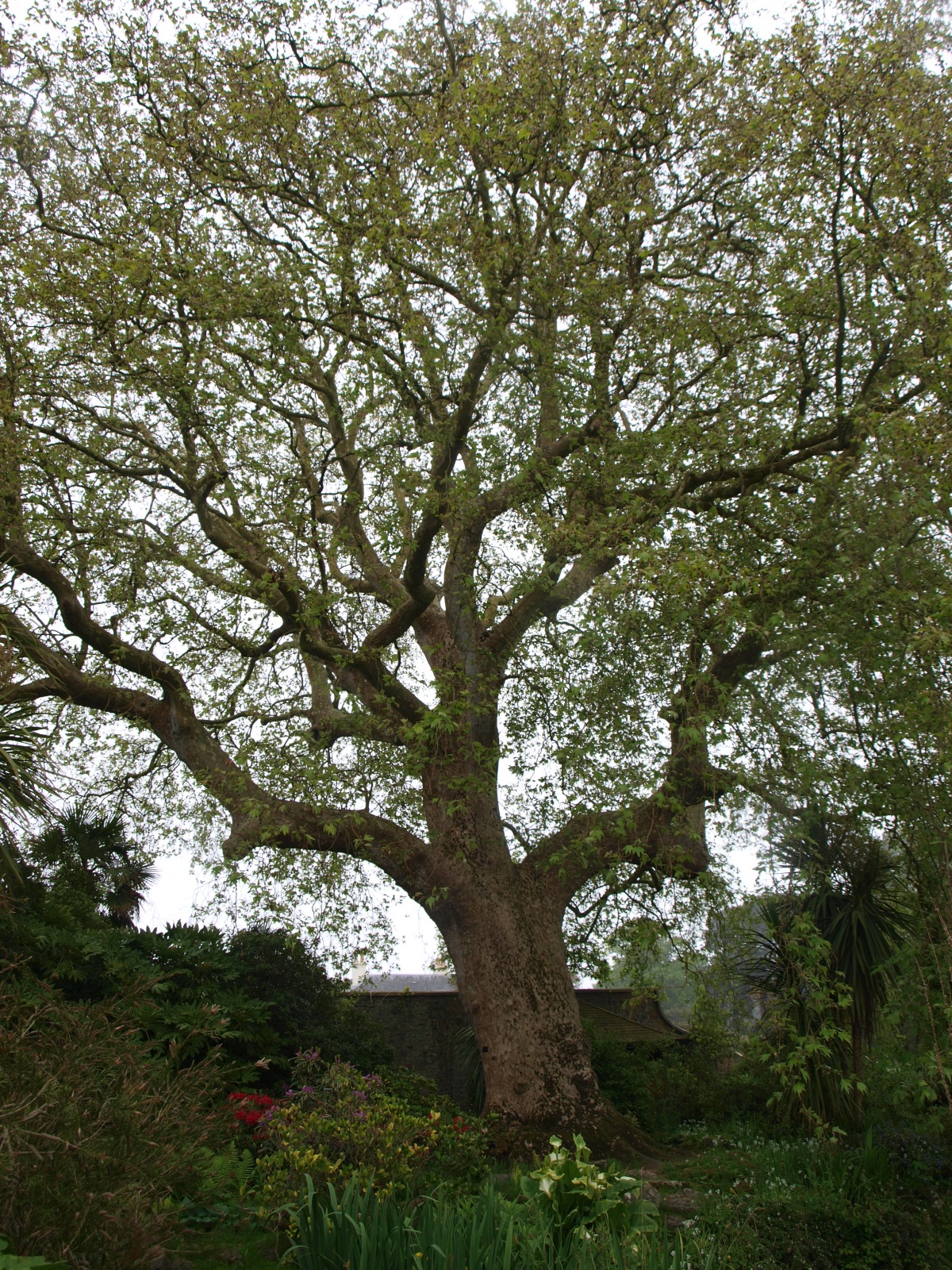 P5222681