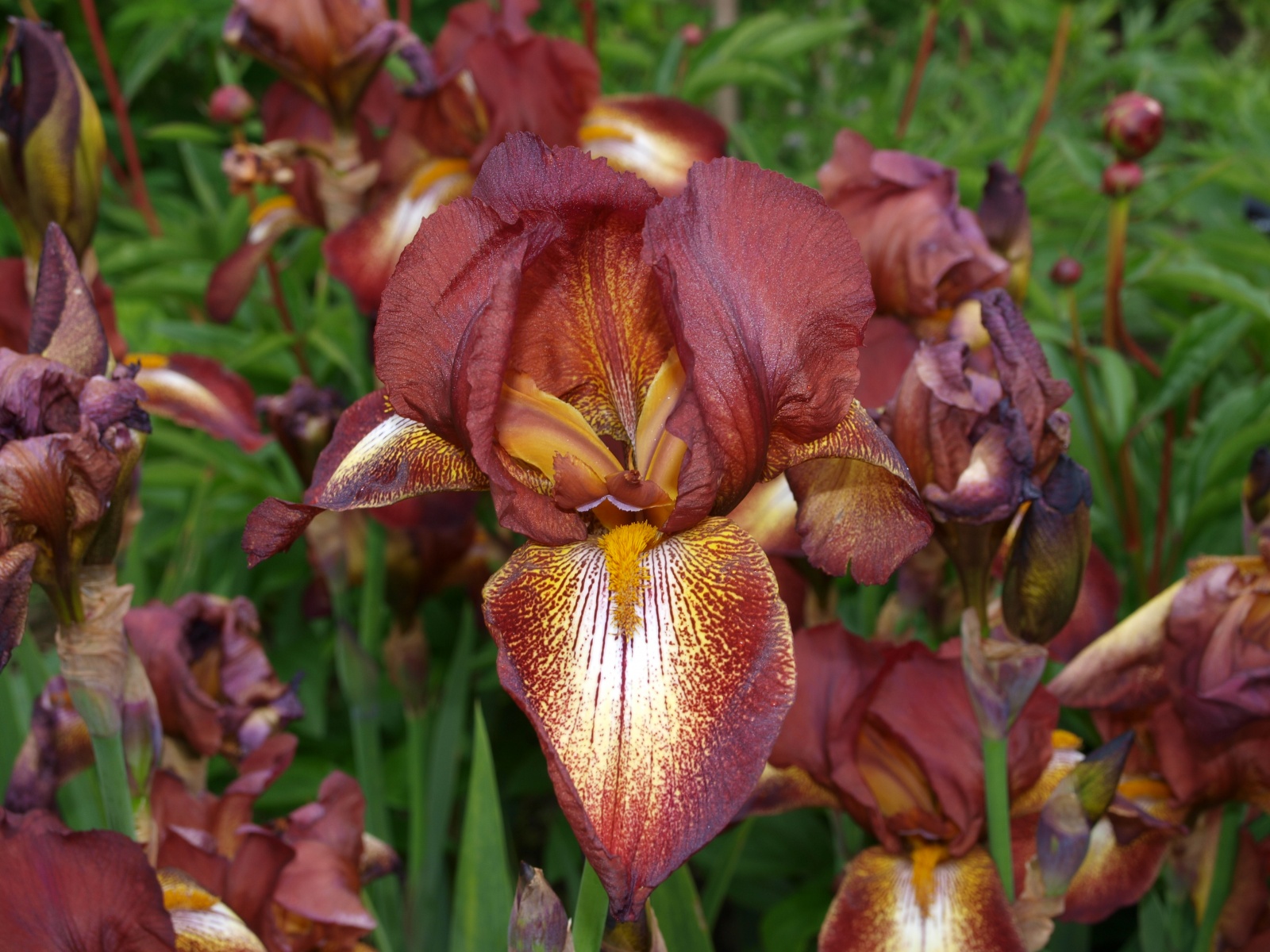 iiris!