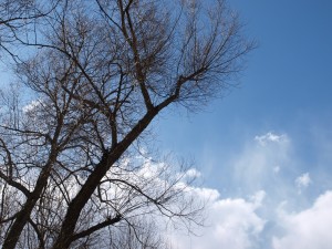 P4253786