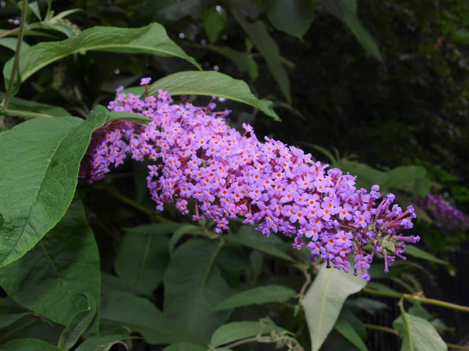 P7114039