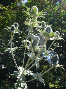 P7174429