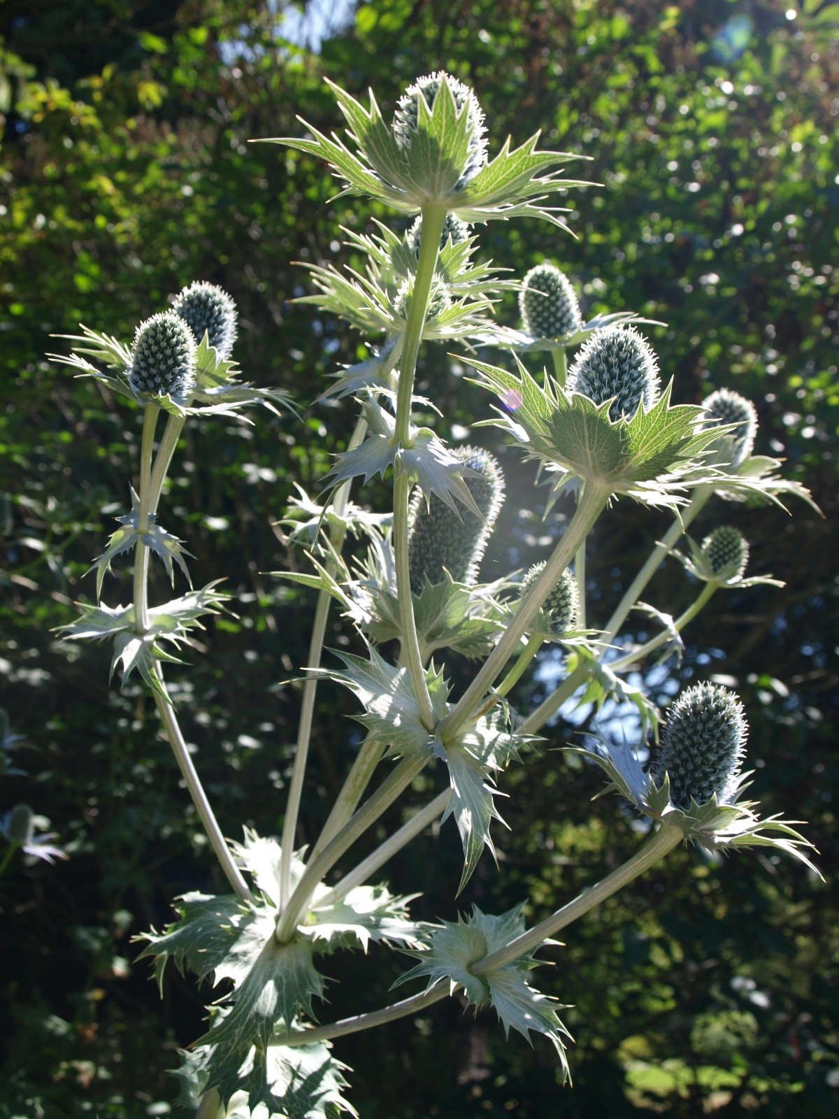 P7174429