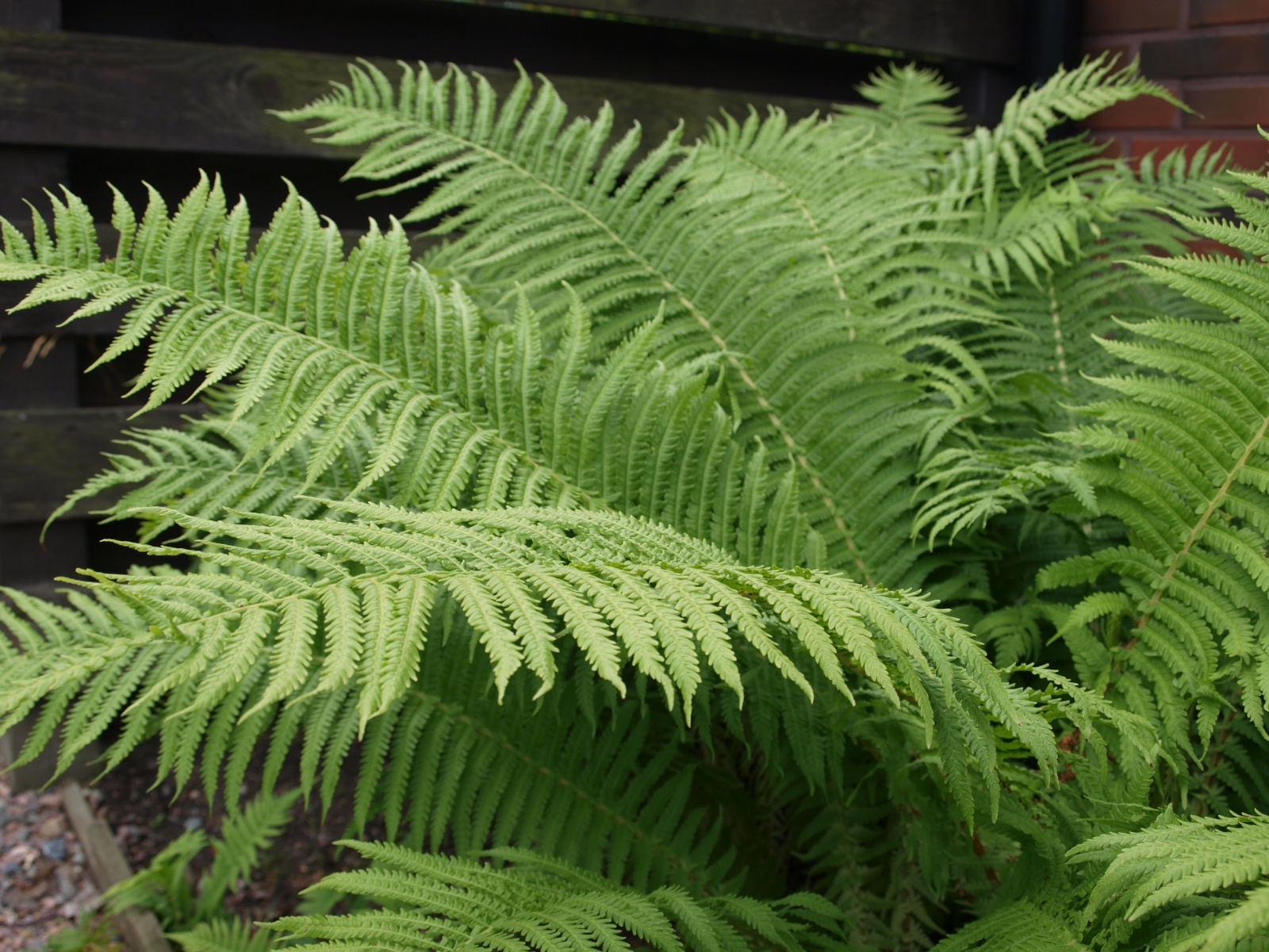 P7281433