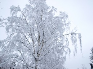 P2032026
