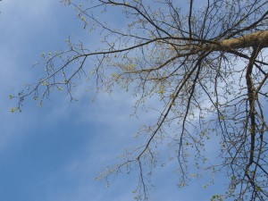 P5235088