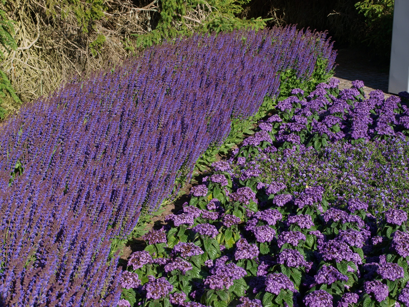 P6235268