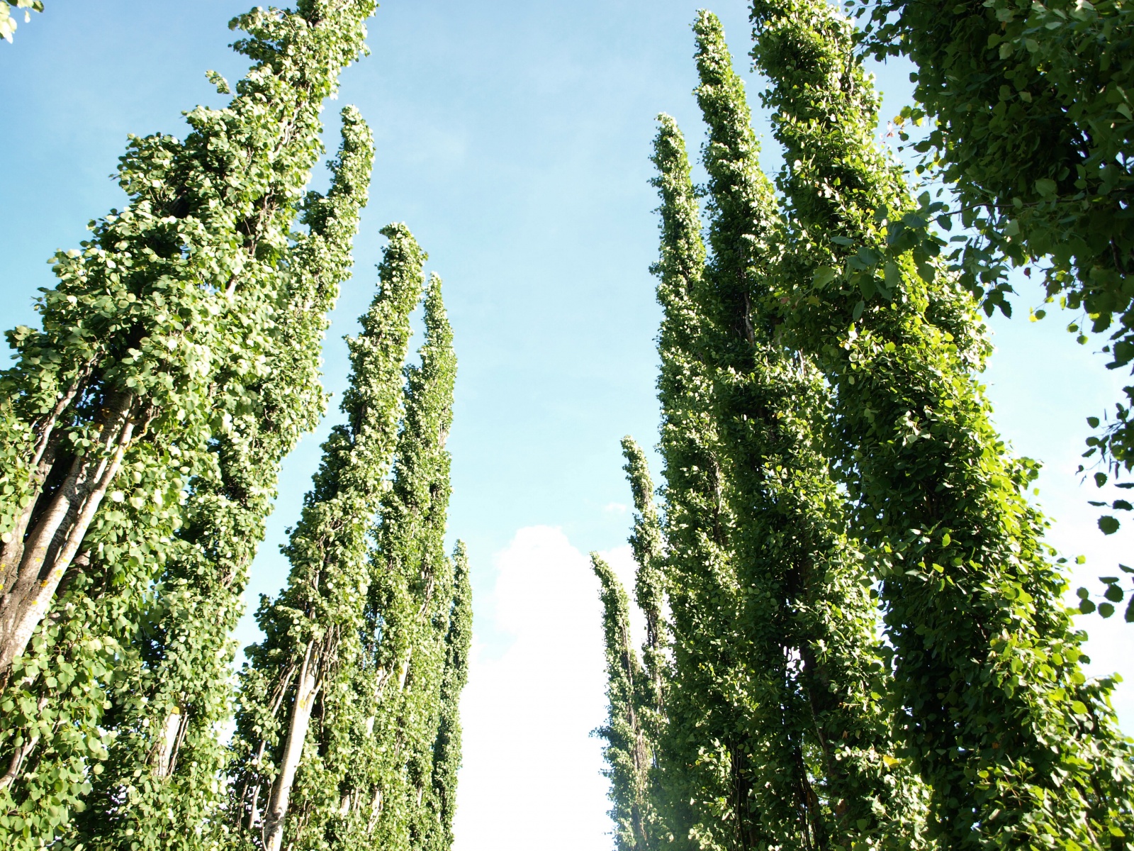 P6235277