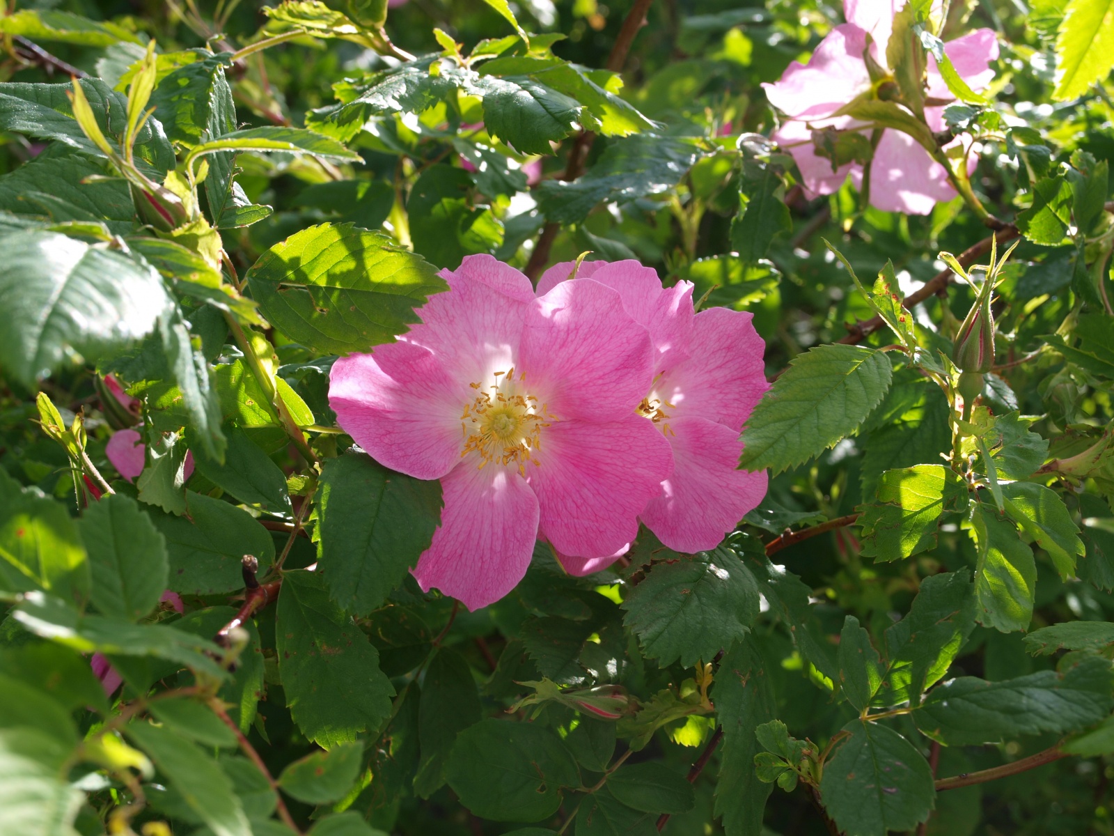 P6275339