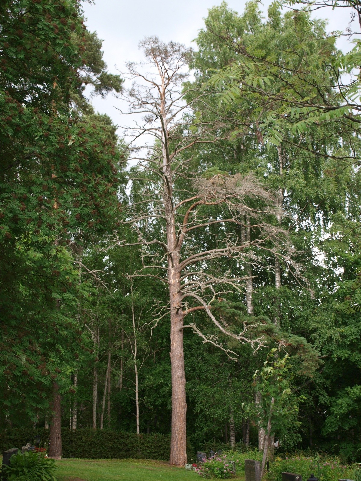 P7195482