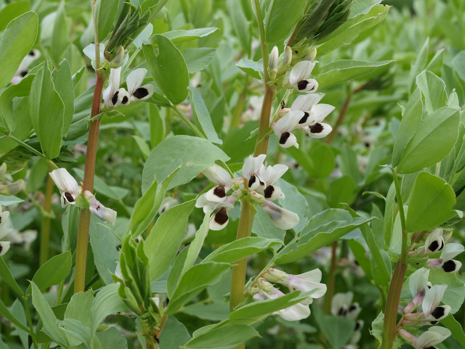 P7205542