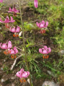 P7205539