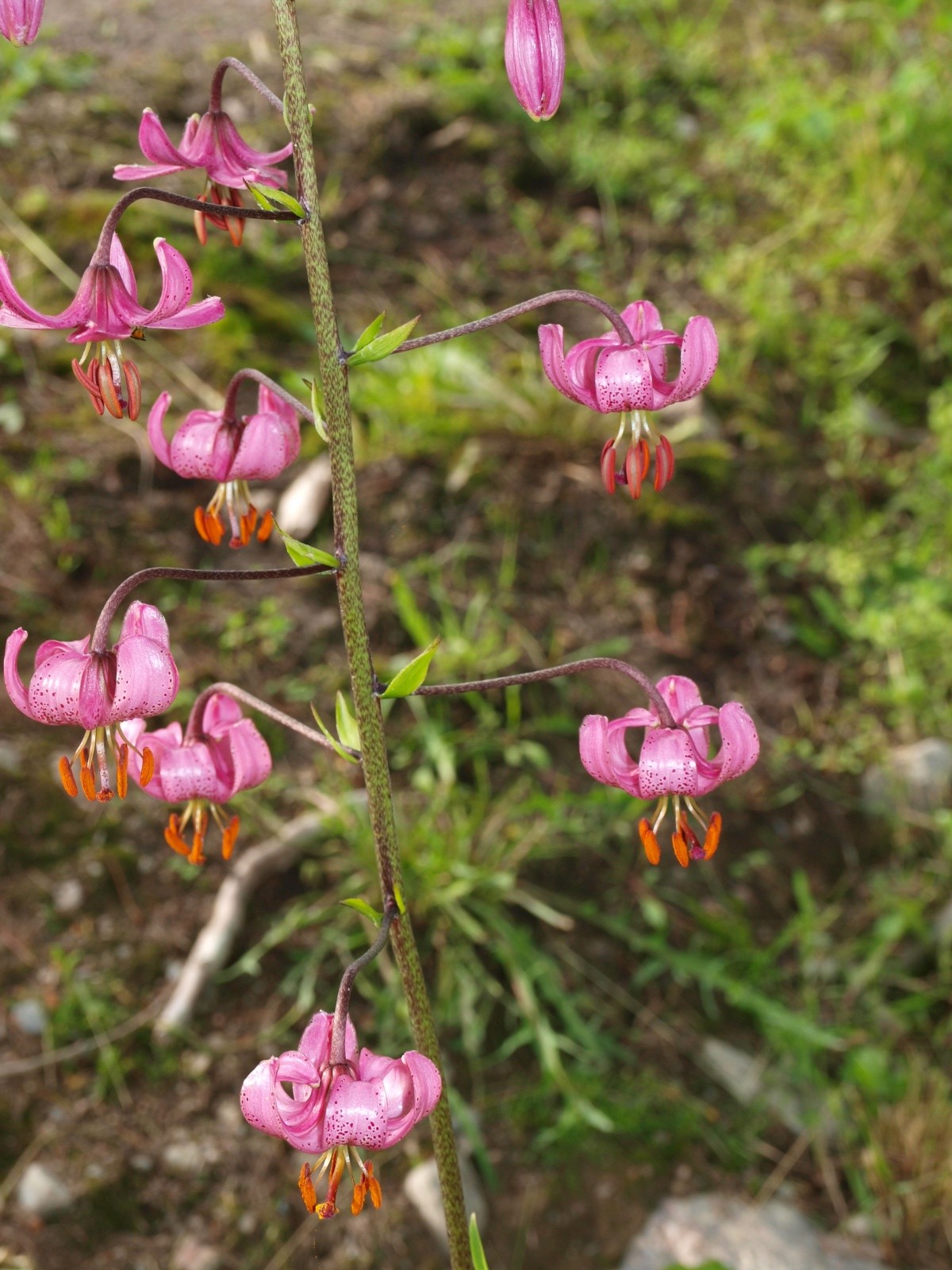 P7205539