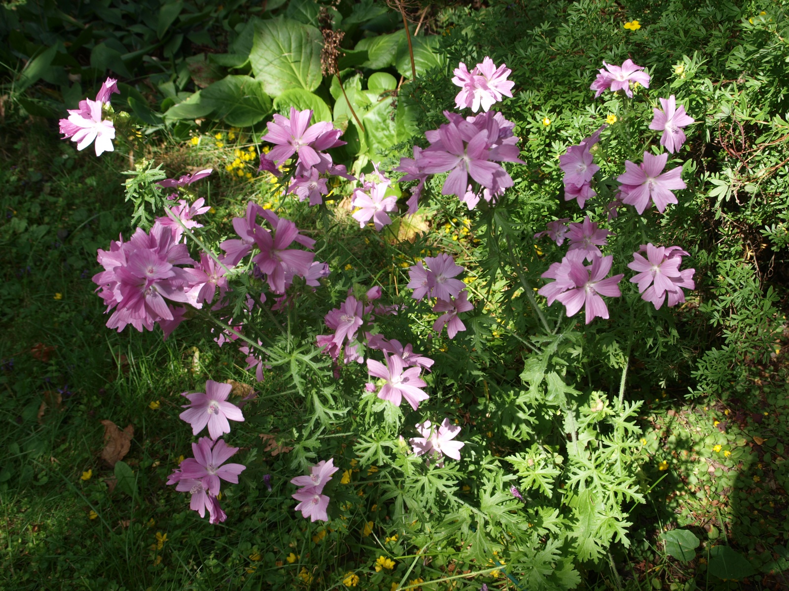 P7305626