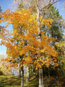 PA090008