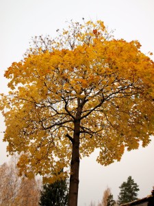 eilen